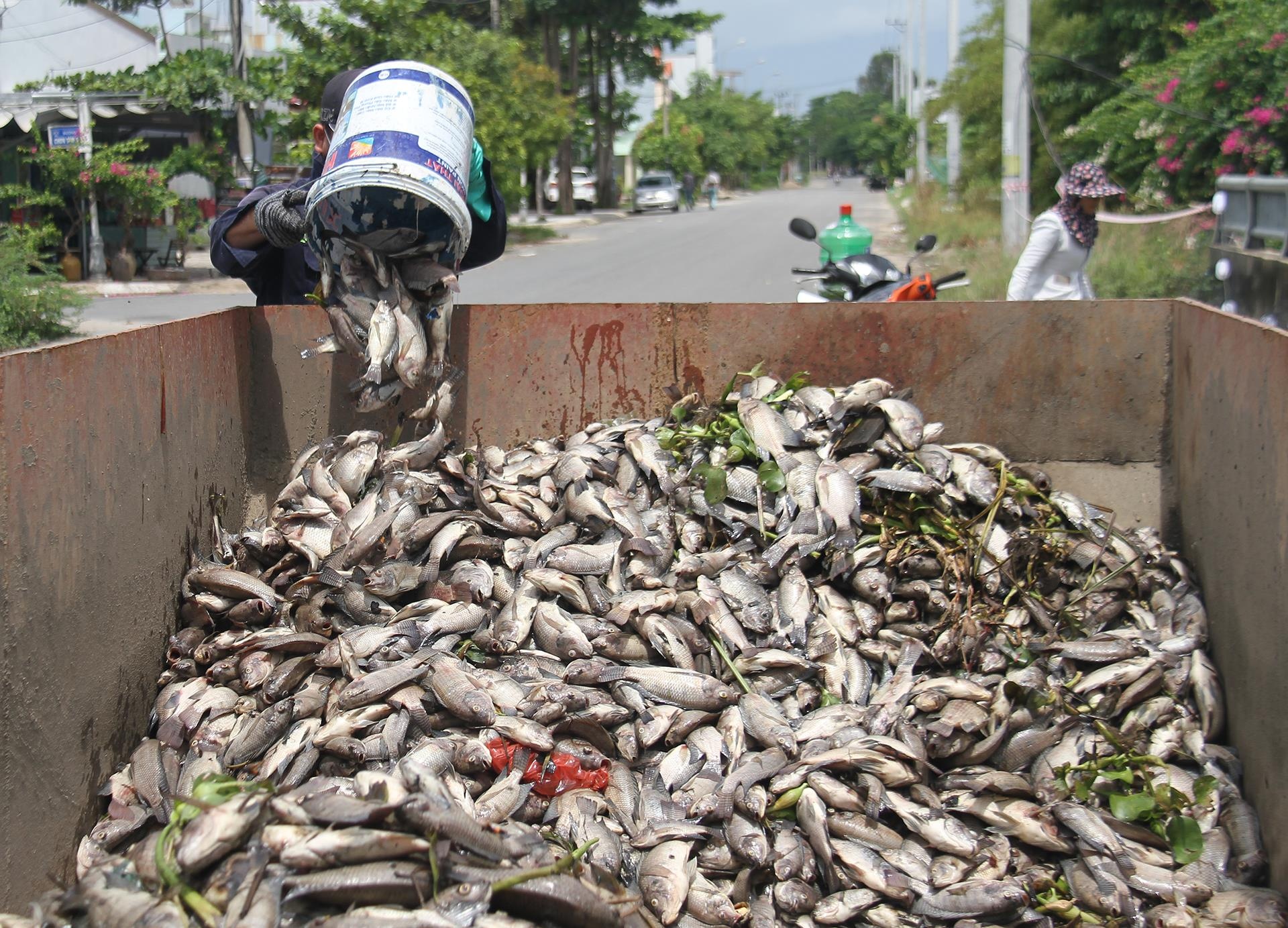 Ca chet noi trang ho dieu tiet Hoa Phu o Da Nang hinh anh