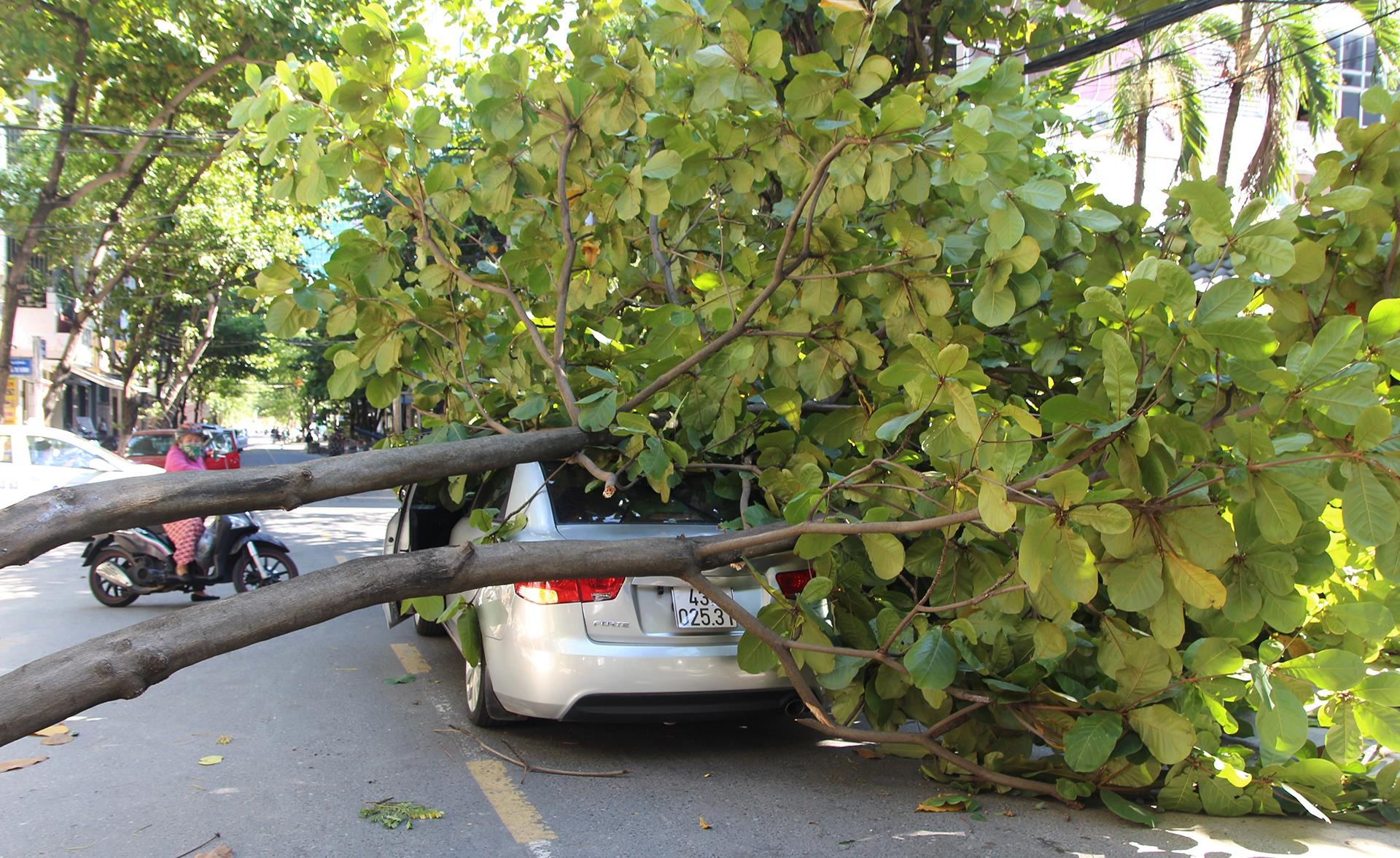 Cay xanh do trung oto, tai xe thoat chet trong gang tac hinh anh