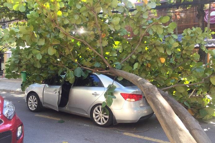 Cay xanh bat goc de mop oto, tai xe bung cua thoat than hinh anh