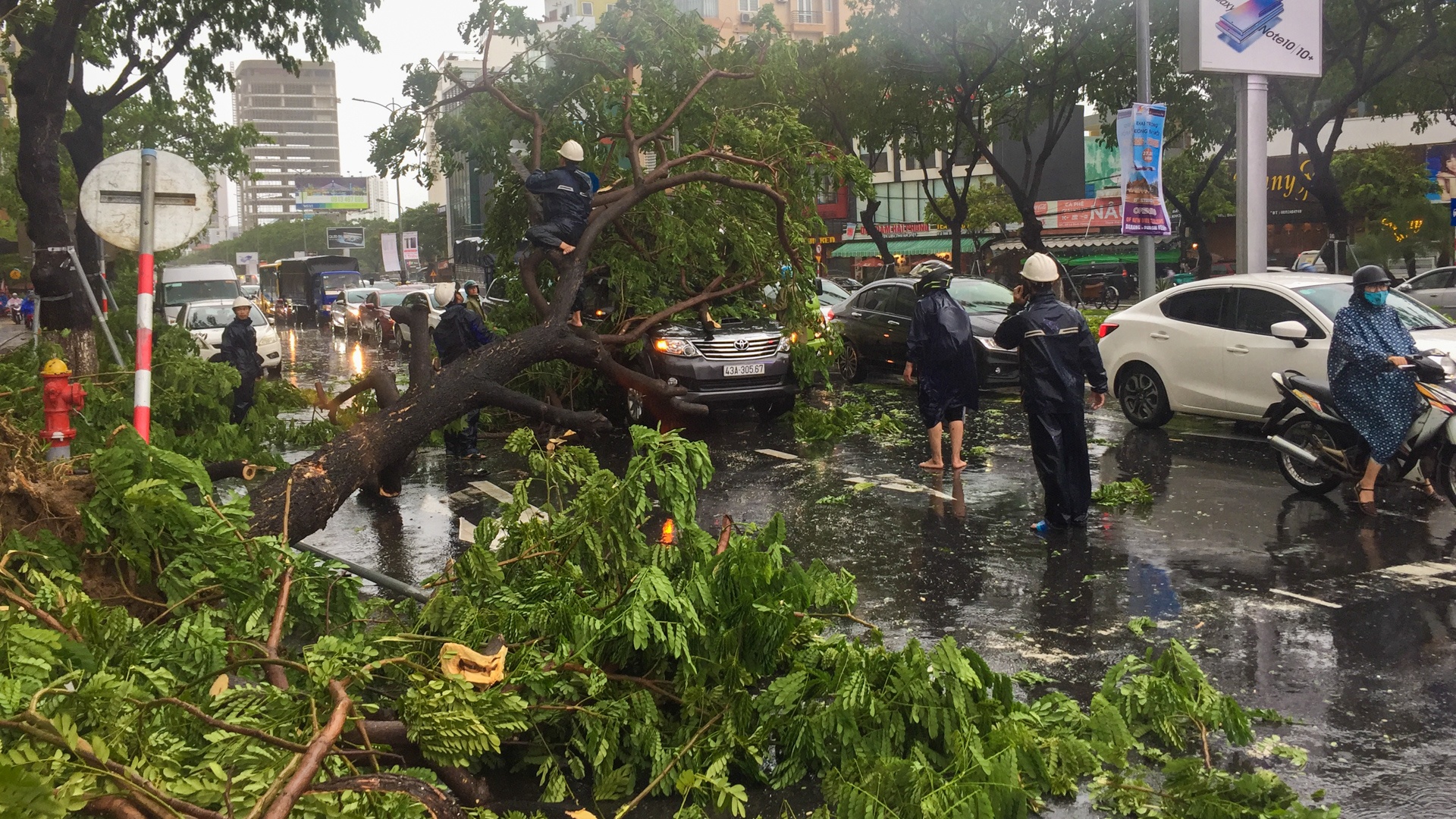Bão số 5 gây mưa lớn làm cây đổ ở Đà Nẵng ảnh 2 Bao so 5 gay mua lon lam cay do o Da Nang anh 2