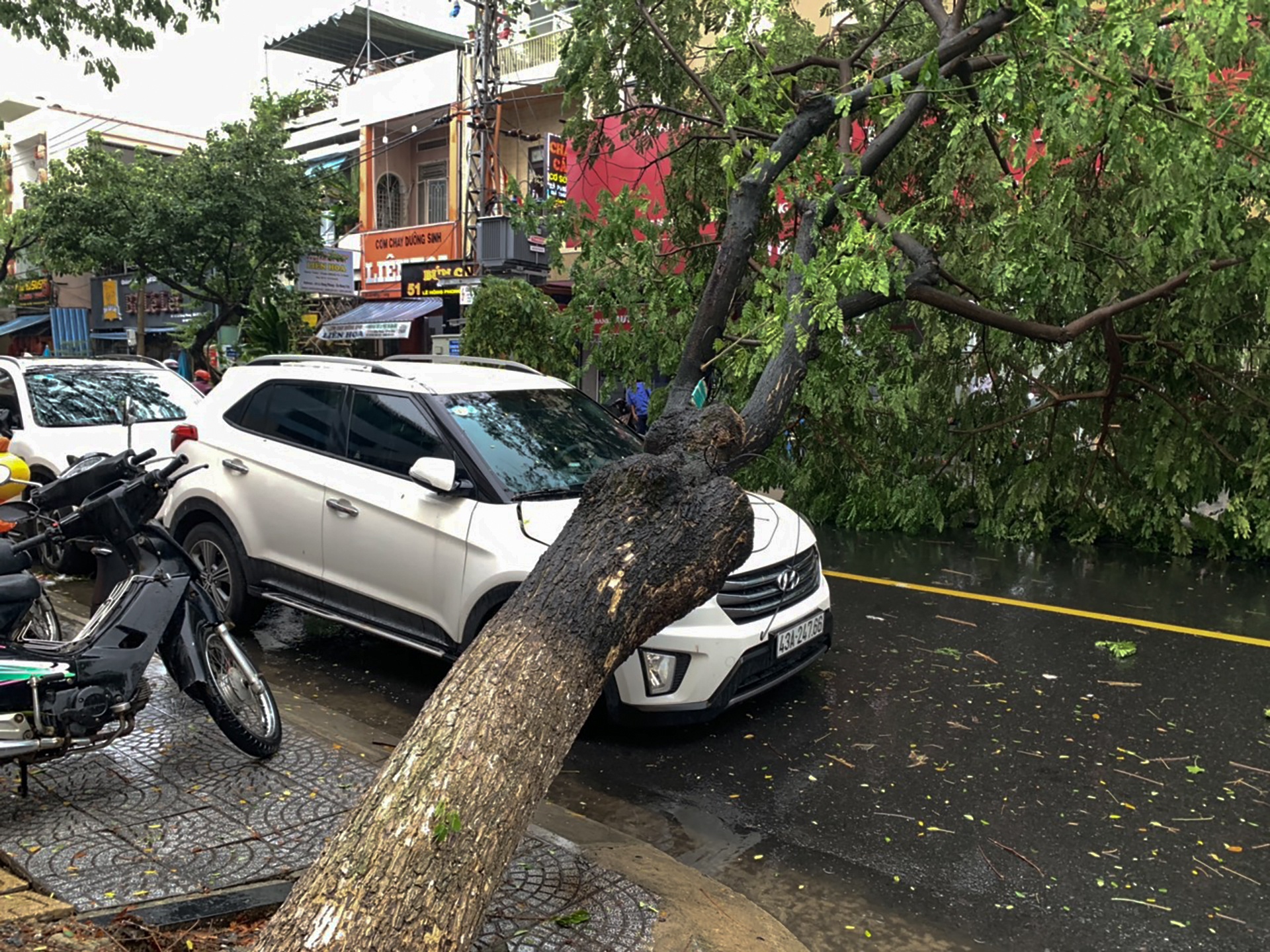 Bão số 5 gây mưa lớn làm cây đổ ở Đà Nẵng ảnh 5 Bao so 5 gay mua lon lam cay do o Da Nang anh 5