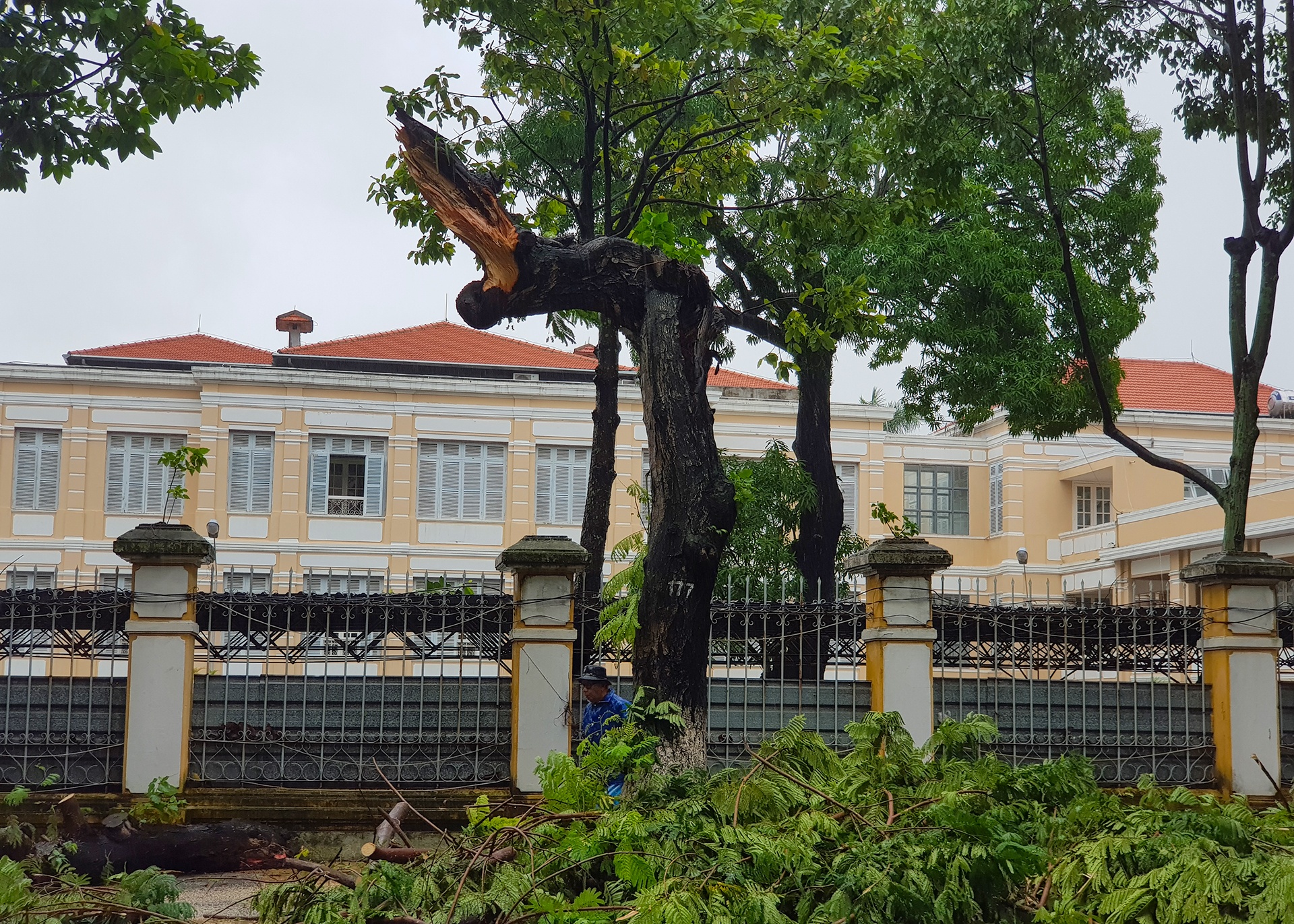 Bão số 5 gây mưa lớn làm cây đổ ở Đà Nẵng ảnh 7 Bao so 5 gay mua lon lam cay do o Da Nang anh 7