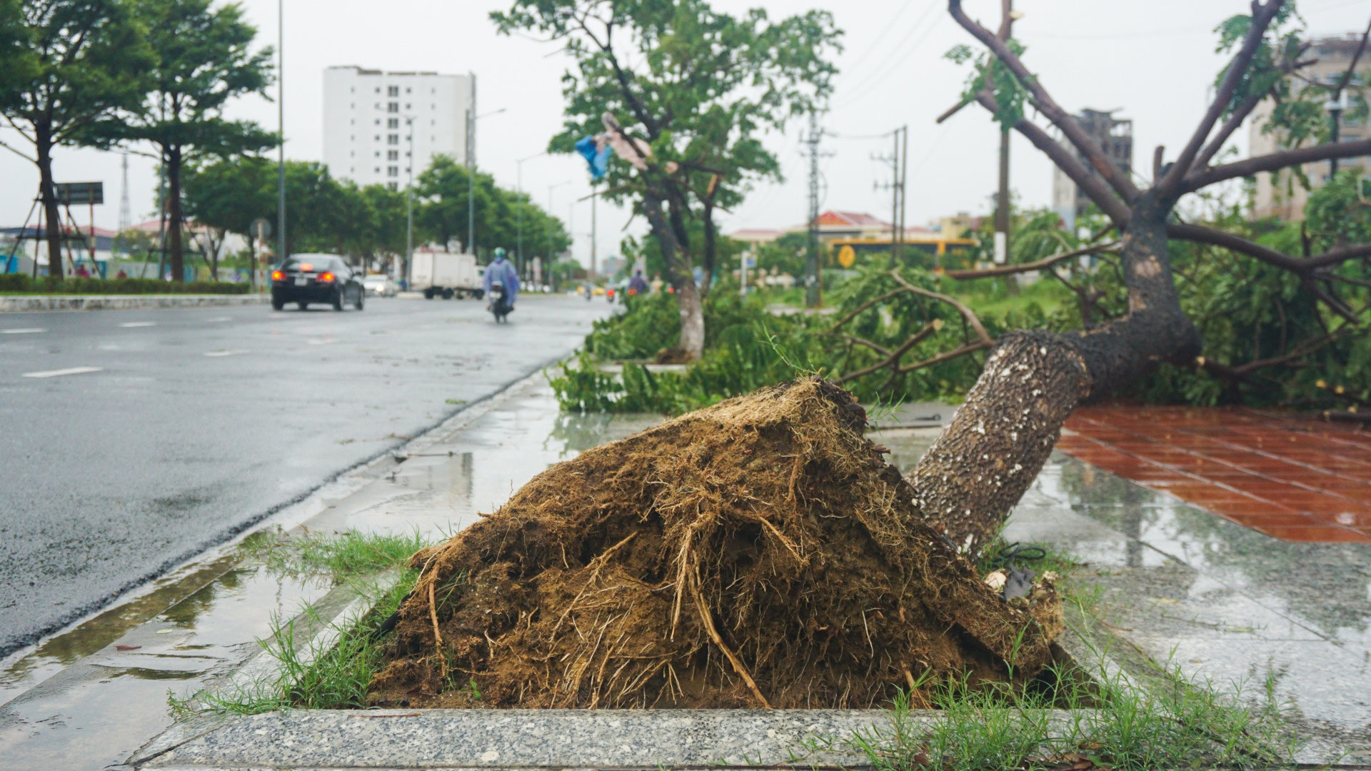 Bão số 5 gây mưa lớn làm cây đổ ở Đà Nẵng ảnh 8 Bao so 5 gay mua lon lam cay do o Da Nang anh 8