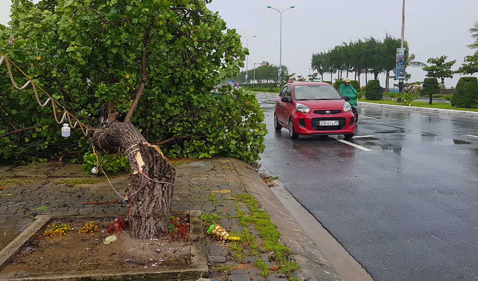 Bão số 5 gây mưa lớn làm cây đổ ở Đà Nẵng ảnh 9 Bao so 5 gay mua lon lam cay do o Da Nang anh 9