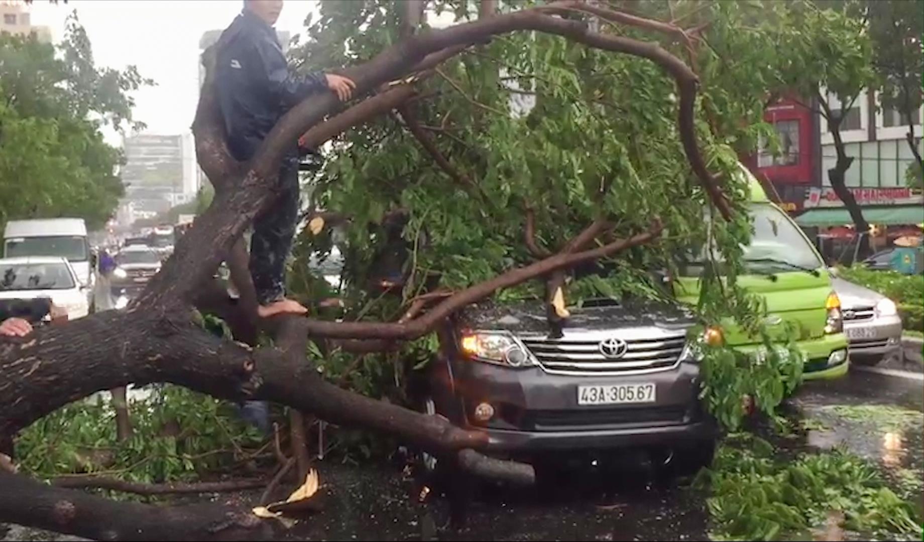 Hang loat cay xanh bat goc de trung oto o Da Nang hinh anh