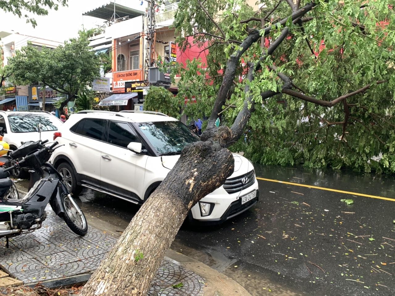 Cay xanh de hang loat oto trong mua lon o Da Nang hinh anh