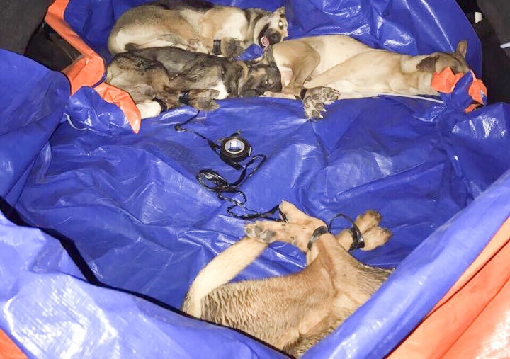 Bat 3 ke di oto trom cho, hoi lo canh sat 15 trieu hinh anh