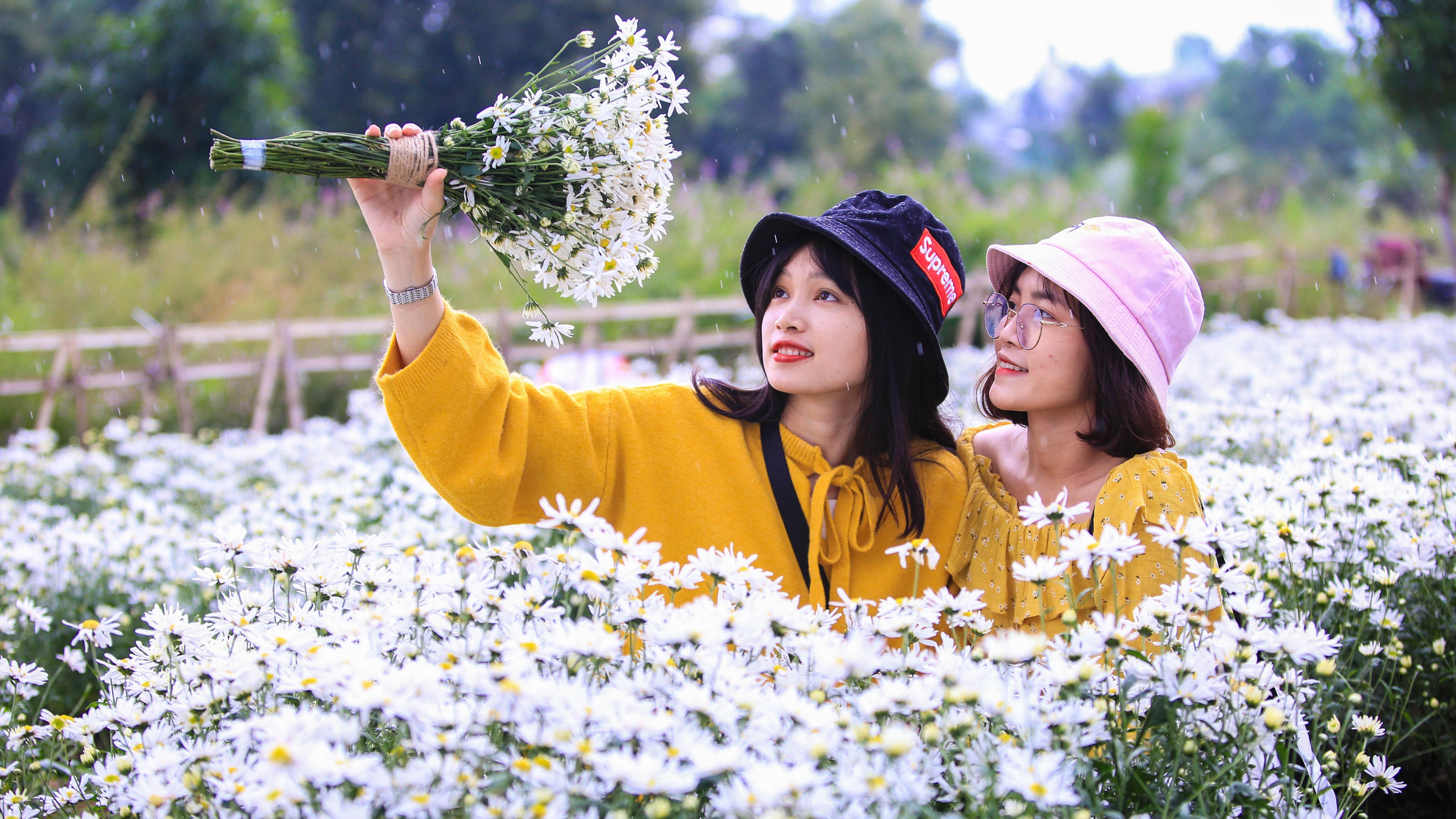 Cuc hoa mi no ro o Da Nang thu hut gioi tre hinh anh