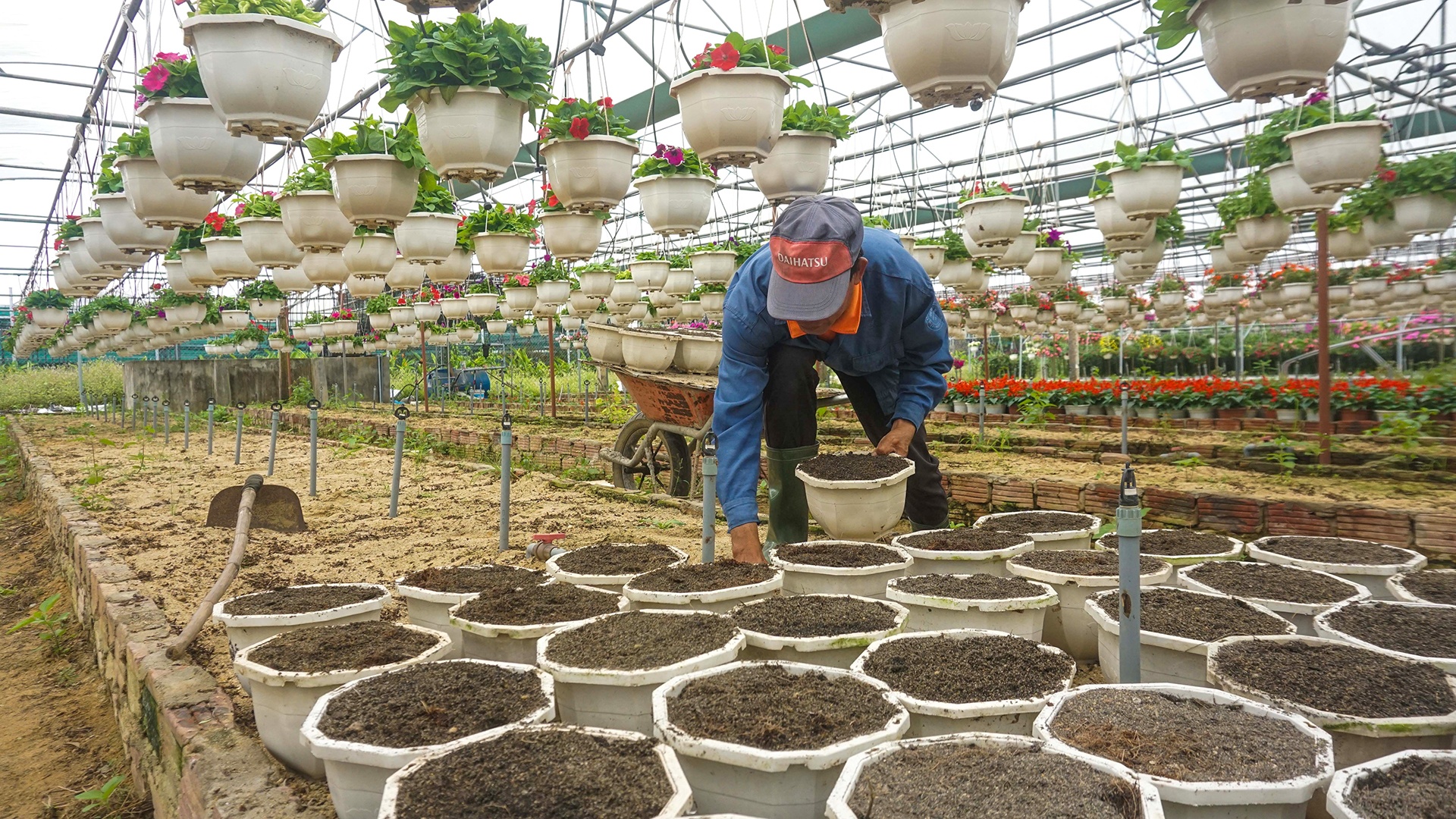 Dan Da Nang boi thu nho hoa Tet anh 11