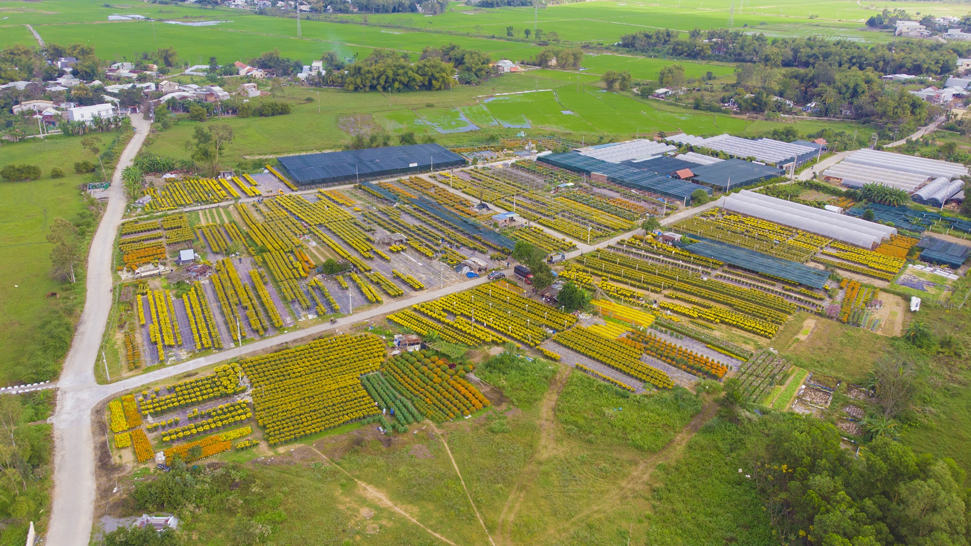Dan Da Nang boi thu nho hoa Tet anh 1