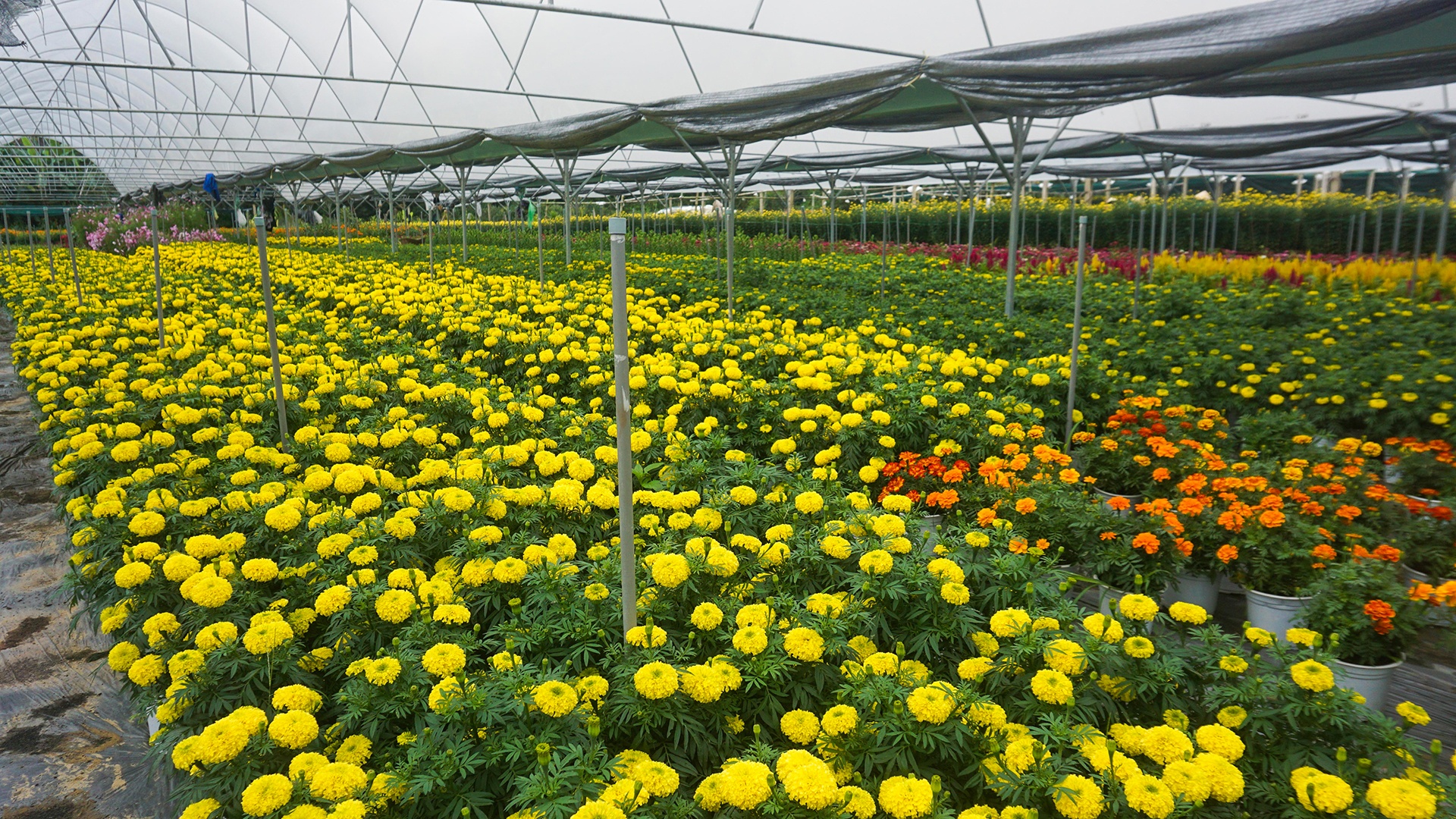 Dan Da Nang boi thu nho hoa Tet anh 2