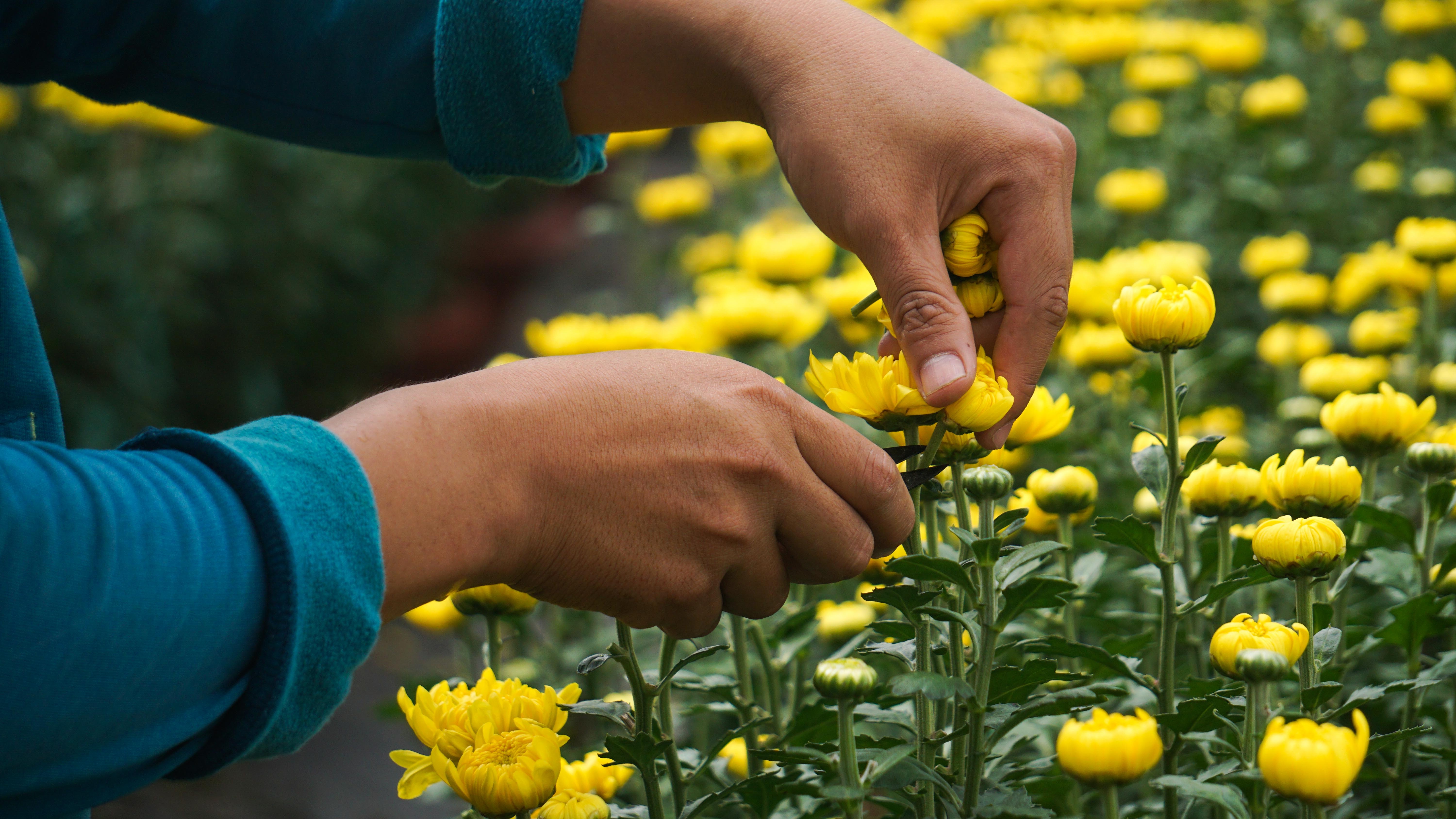 Lang hoa o Da Nang duoc mua, duoc gia hinh anh