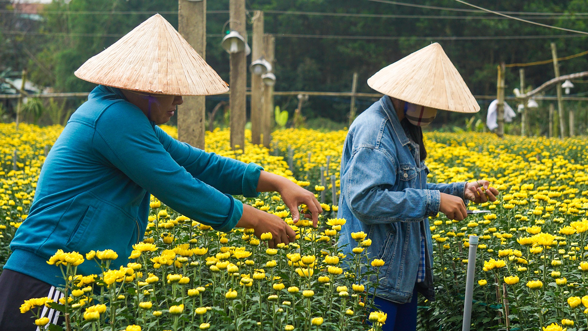 Dan Da Nang boi thu nho hoa Tet anh 3