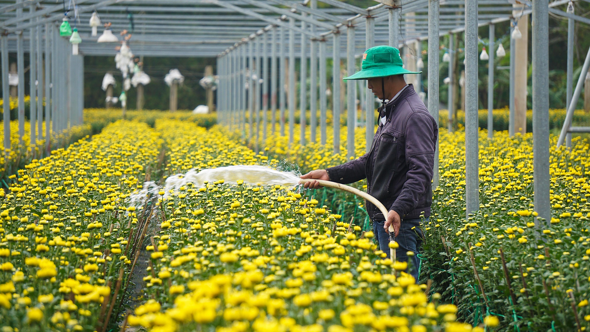 Dan Da Nang boi thu nho hoa Tet anh 4