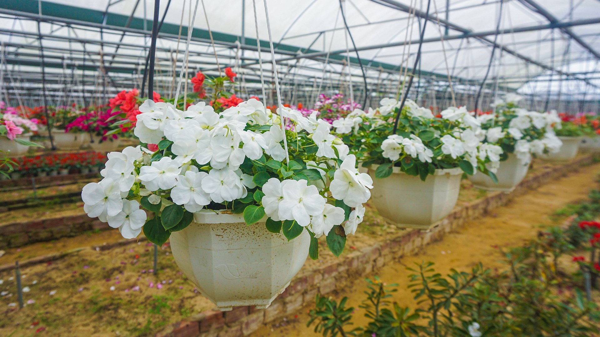 Dan Da Nang boi thu nho hoa Tet anh 5