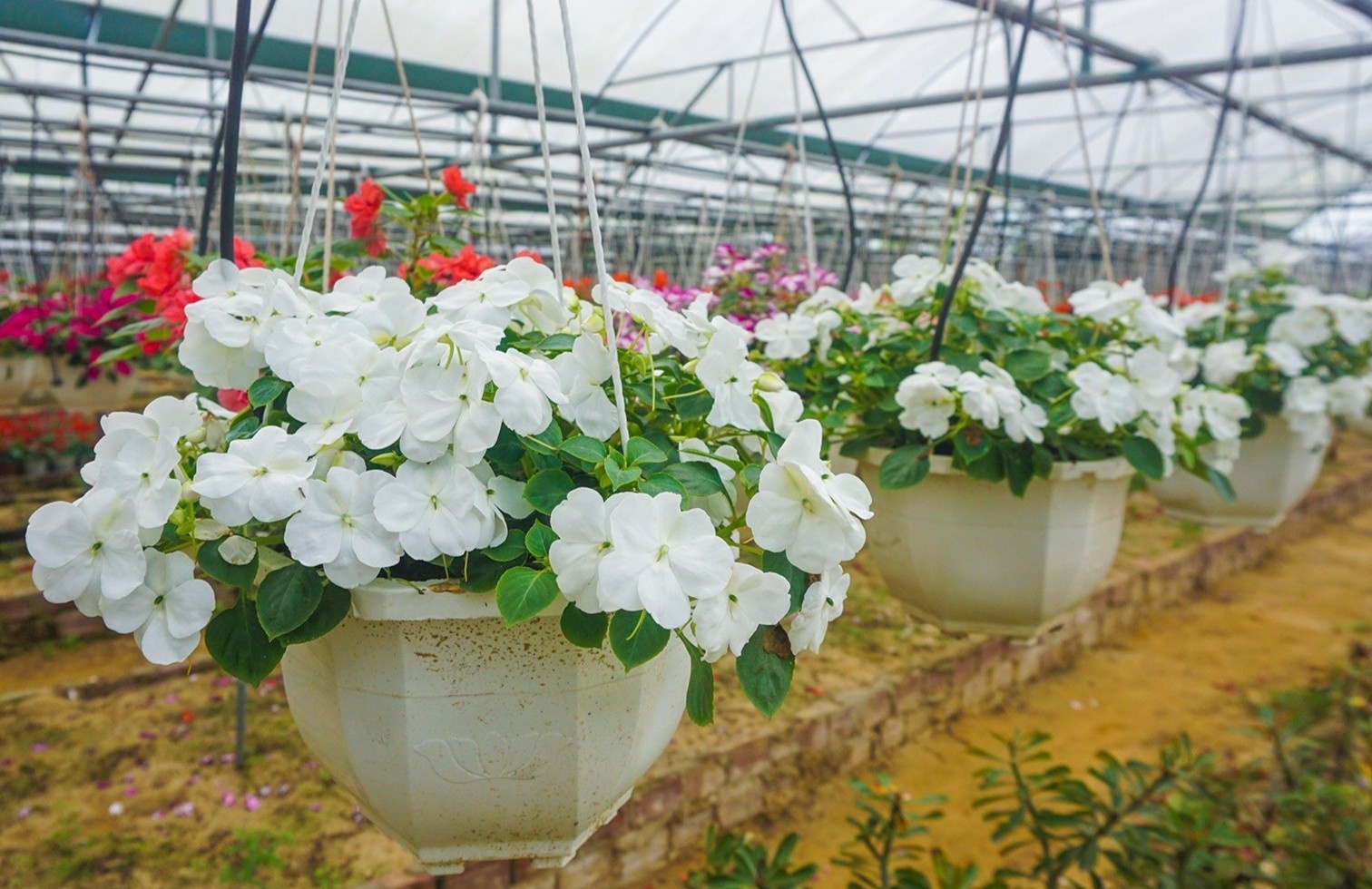 Don Tet sung tuc nho hoa duoc gia hinh anh