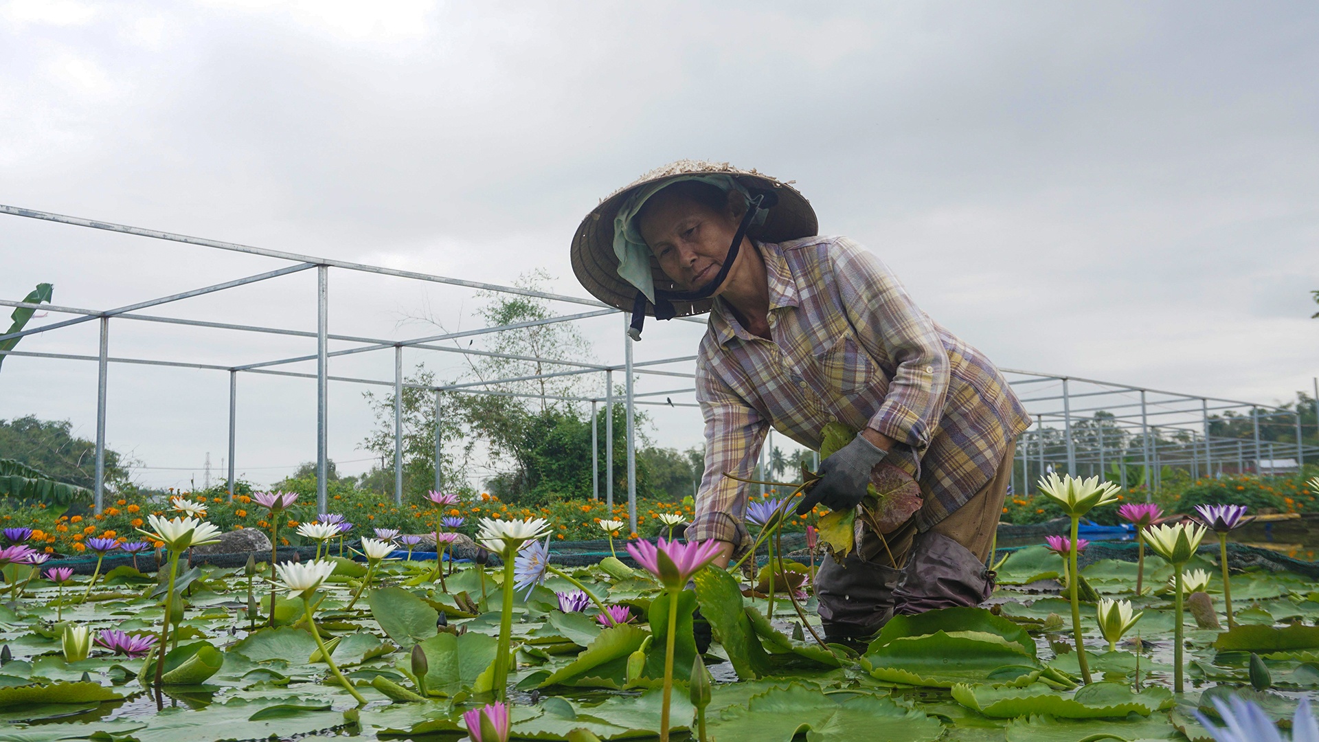 Dan Da Nang boi thu nho hoa Tet anh 6