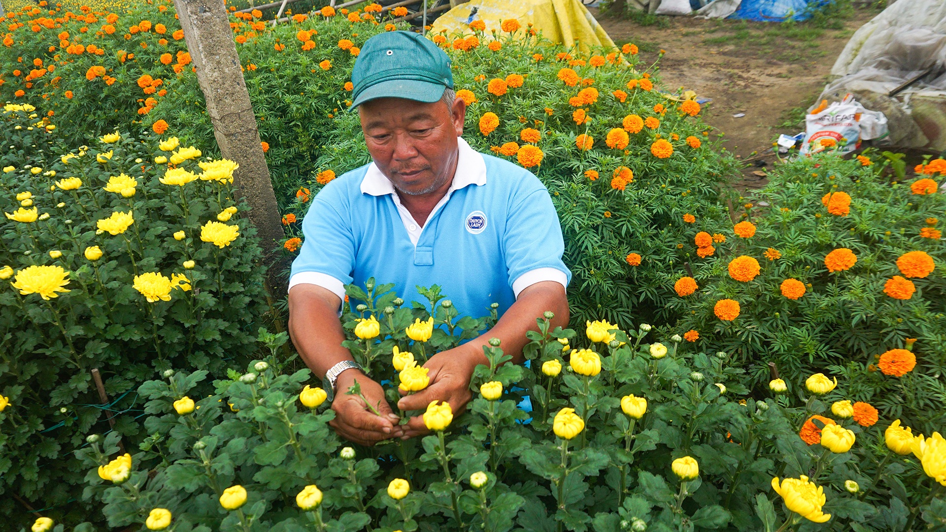Dan Da Nang boi thu nho hoa Tet anh 7