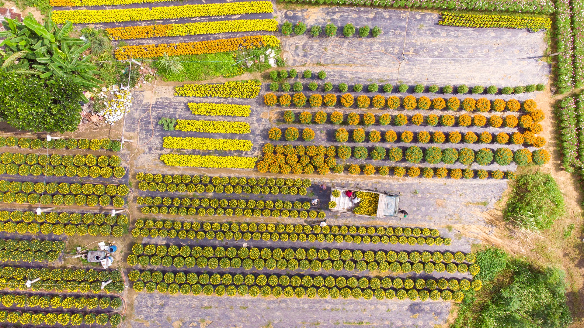 Dan Da Nang boi thu nho hoa Tet anh 8