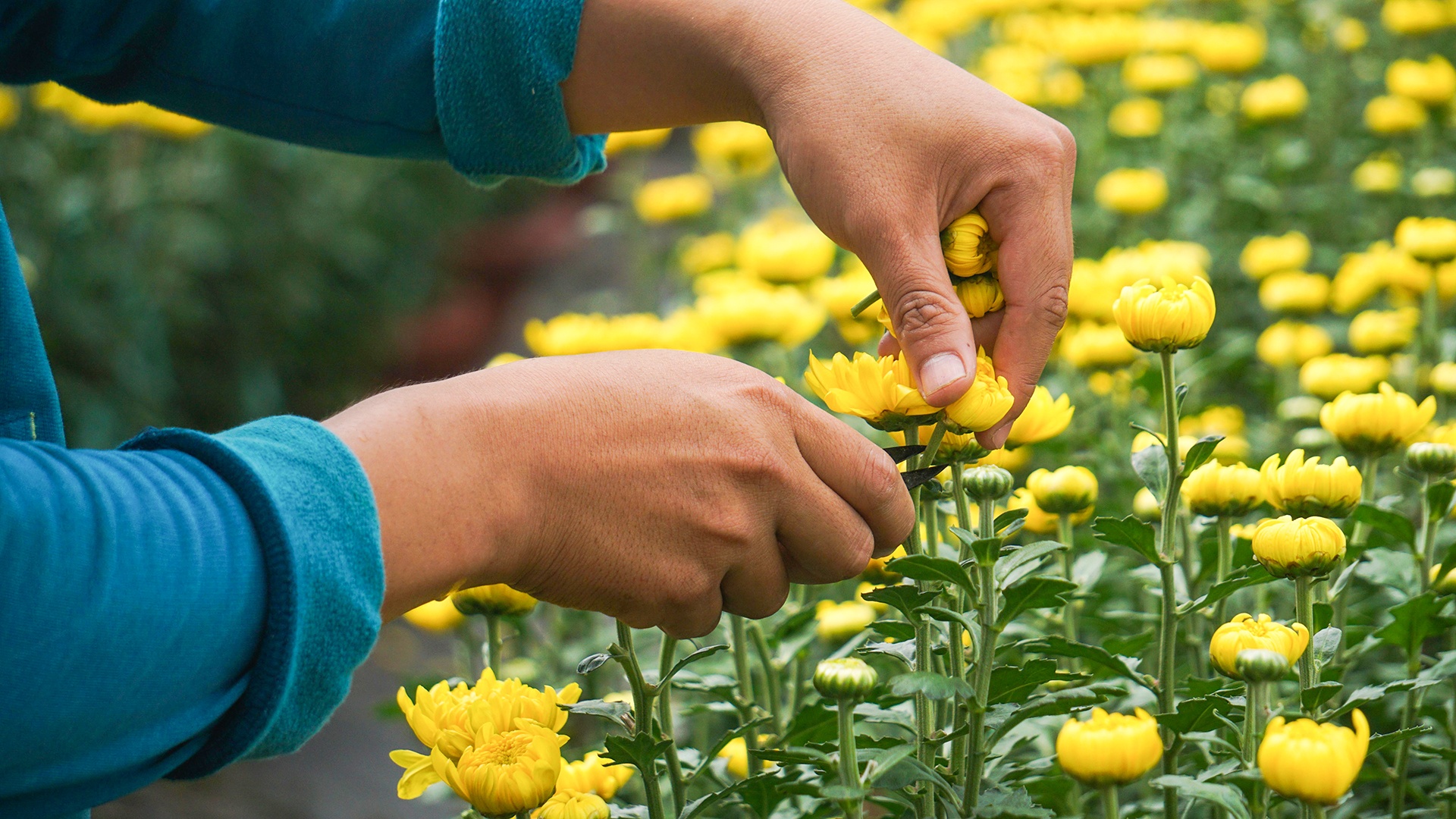Dan Da Nang boi thu nho hoa Tet anh 9