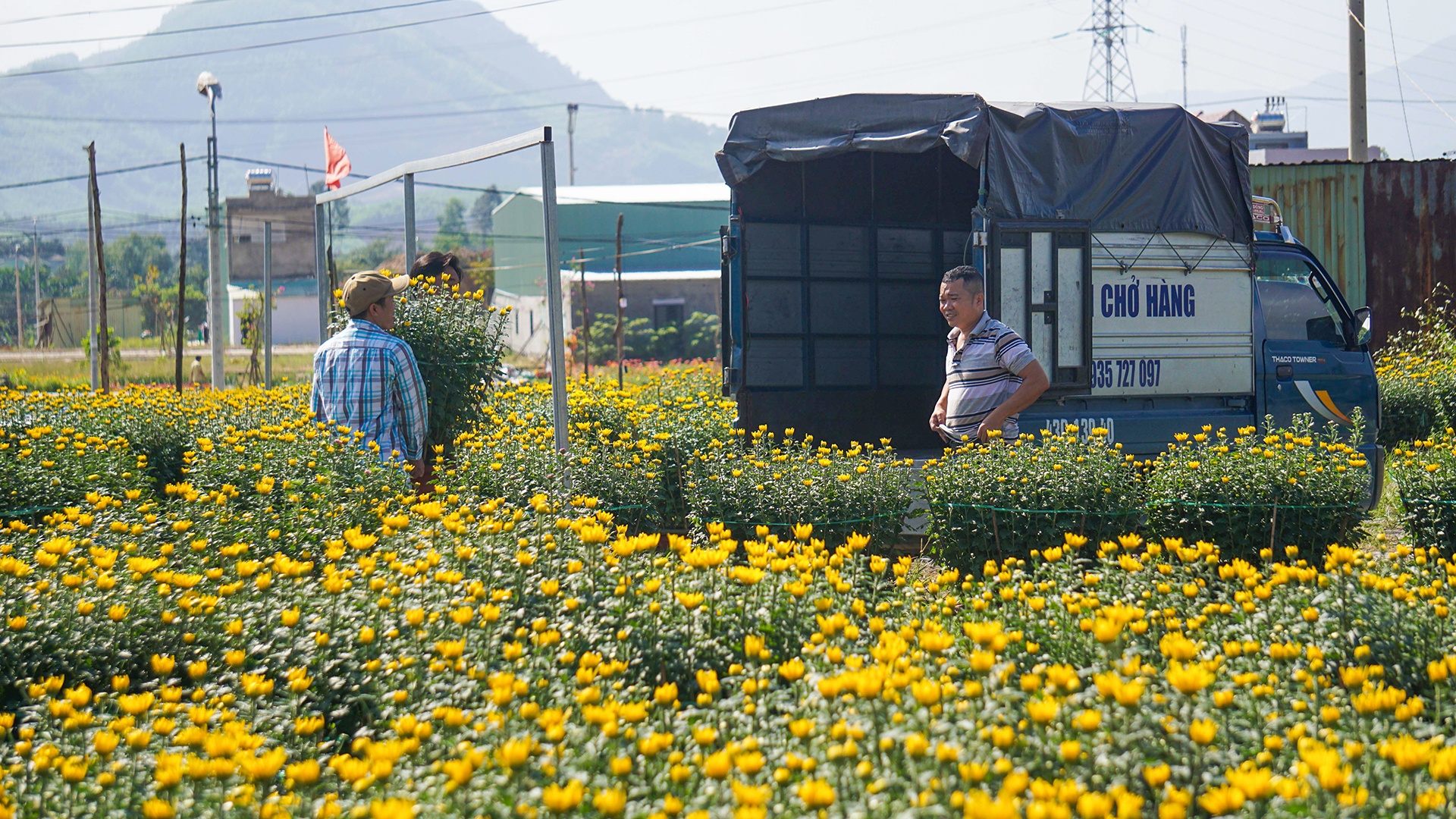 Dan Da Nang boi thu nho hoa Tet anh 10