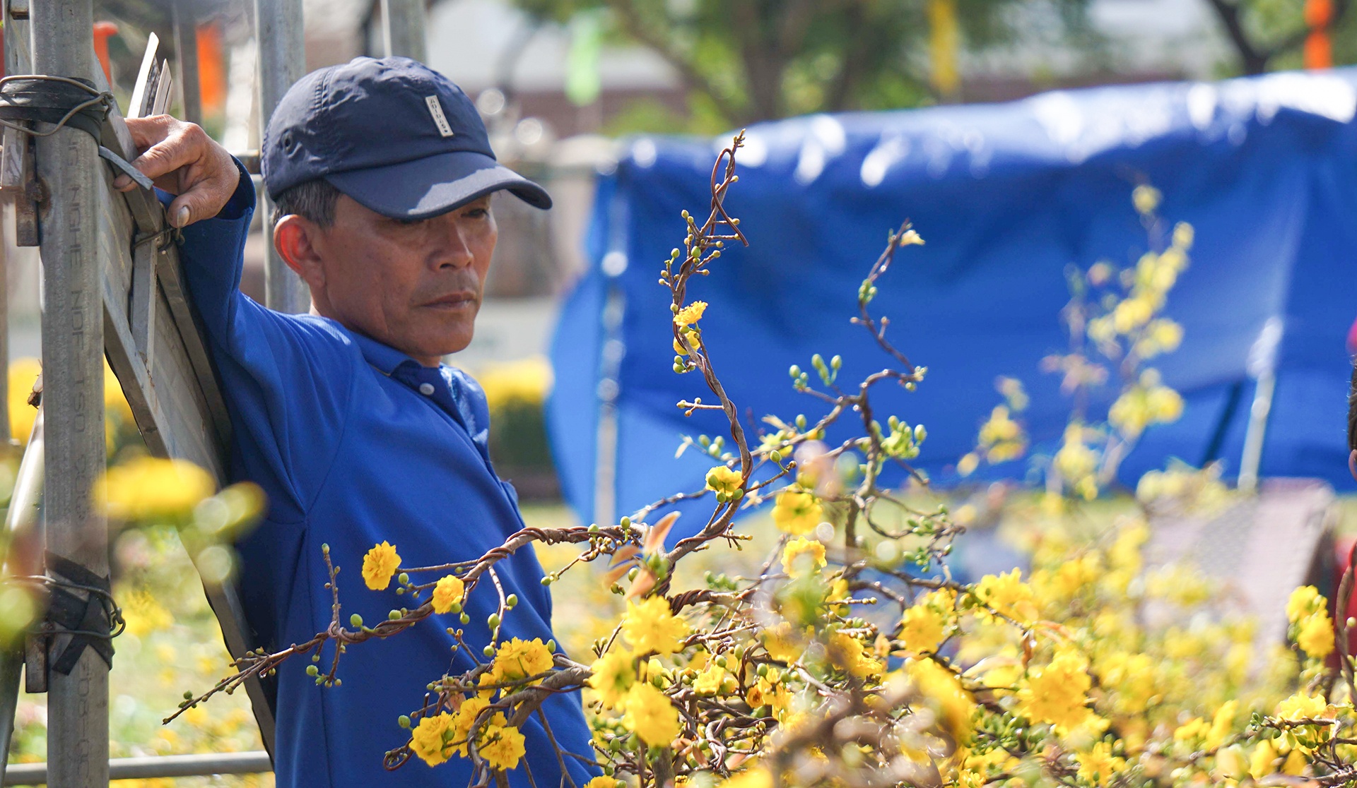 Nha vuon cat bo mai tien trieu, quyet khong ban thao chieu 30 Tet hinh anh