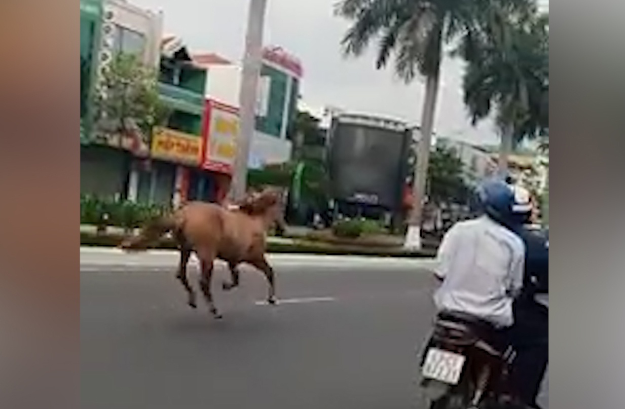 Ngua chay rong o duong pho Da Nang hinh anh