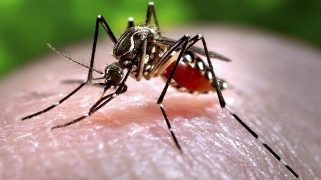 Nguoi nhiem virus Zika khoi benh hinh anh
