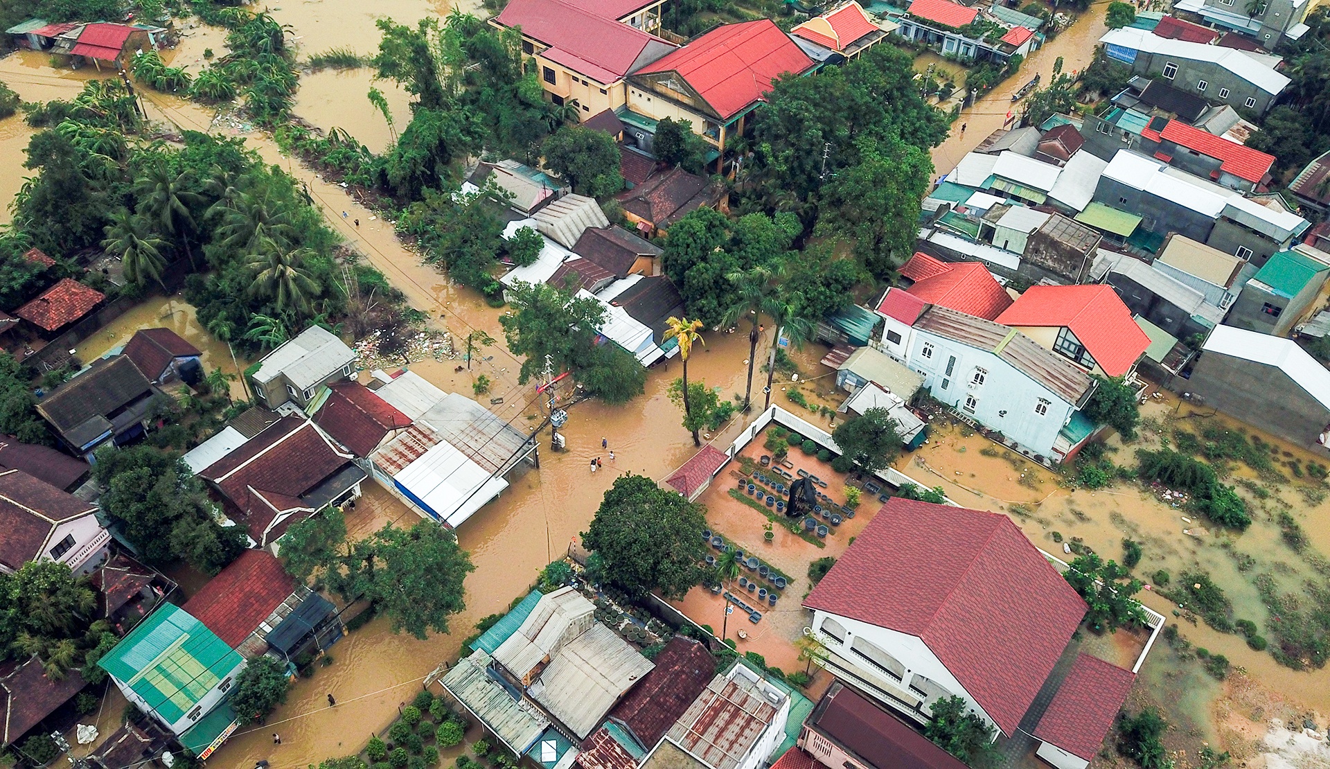 Hue van chim trong lu hinh anh