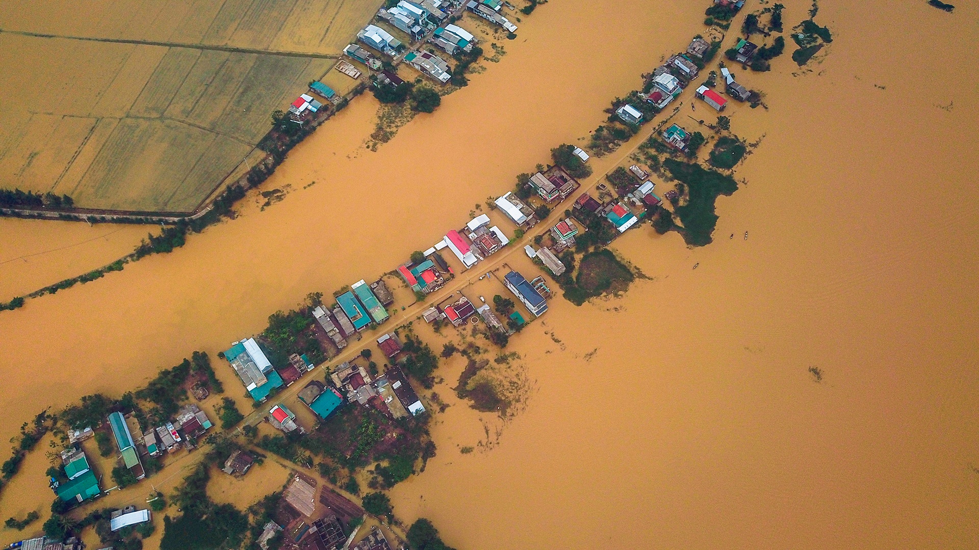 Hue chim trong nuoc lu anh 3