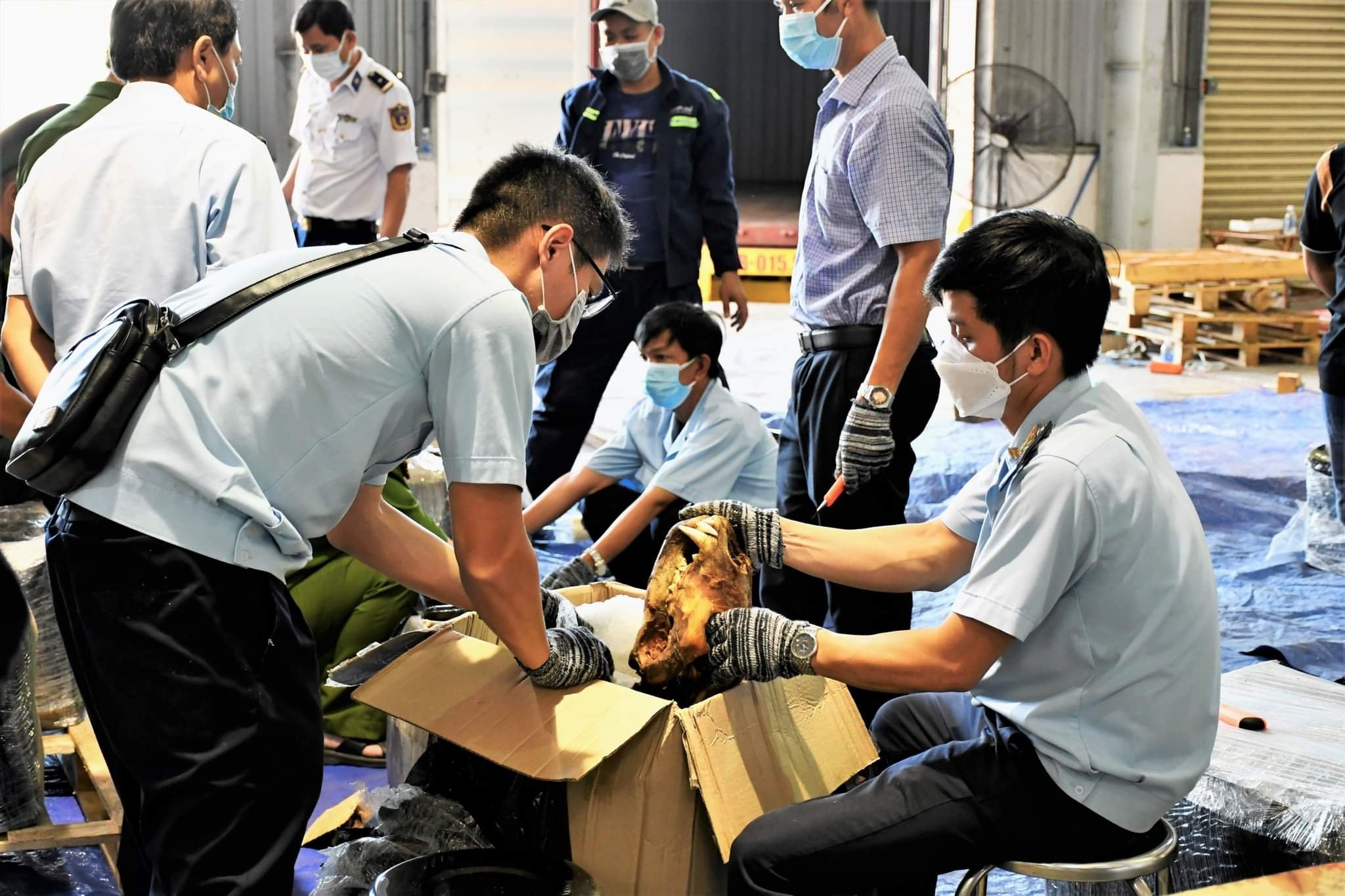 Đà Nẵng bắt giữ lô hàng nghi sừng tê giác,  xương động vật hoang dã ảnh 1 Da Nang bat giu lo hang nghi sung te giac,  xuong dong vat hoang da anh 1