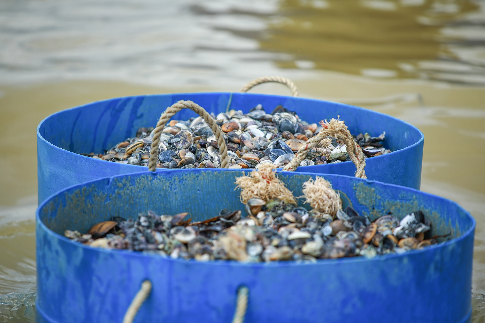 Nguoi dan thiet hai hang tram ty vi khong duoc nuoi trong thuy san anh 2