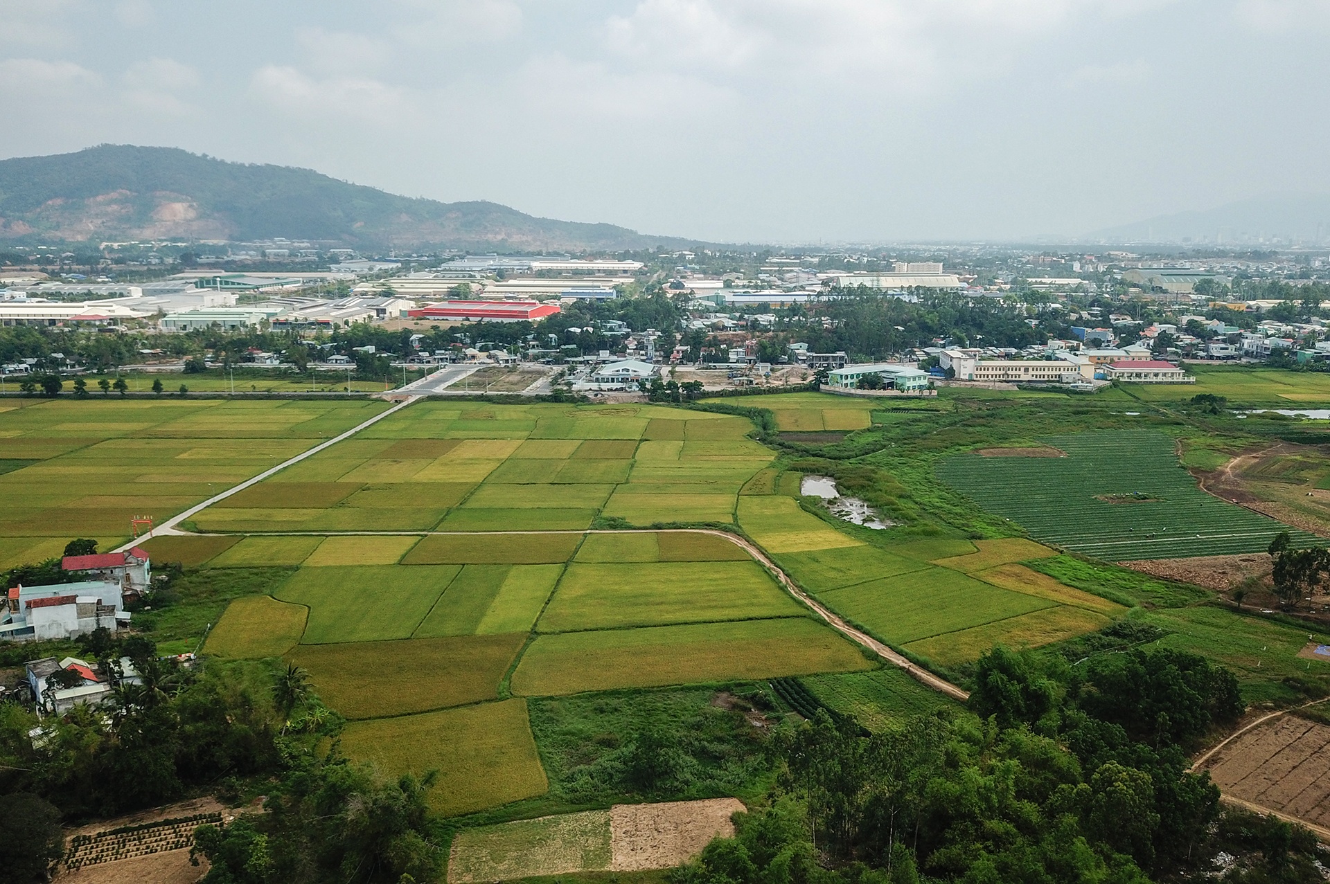 Nguoi dan o Da Nang ram ro ban dat vuon hinh anh