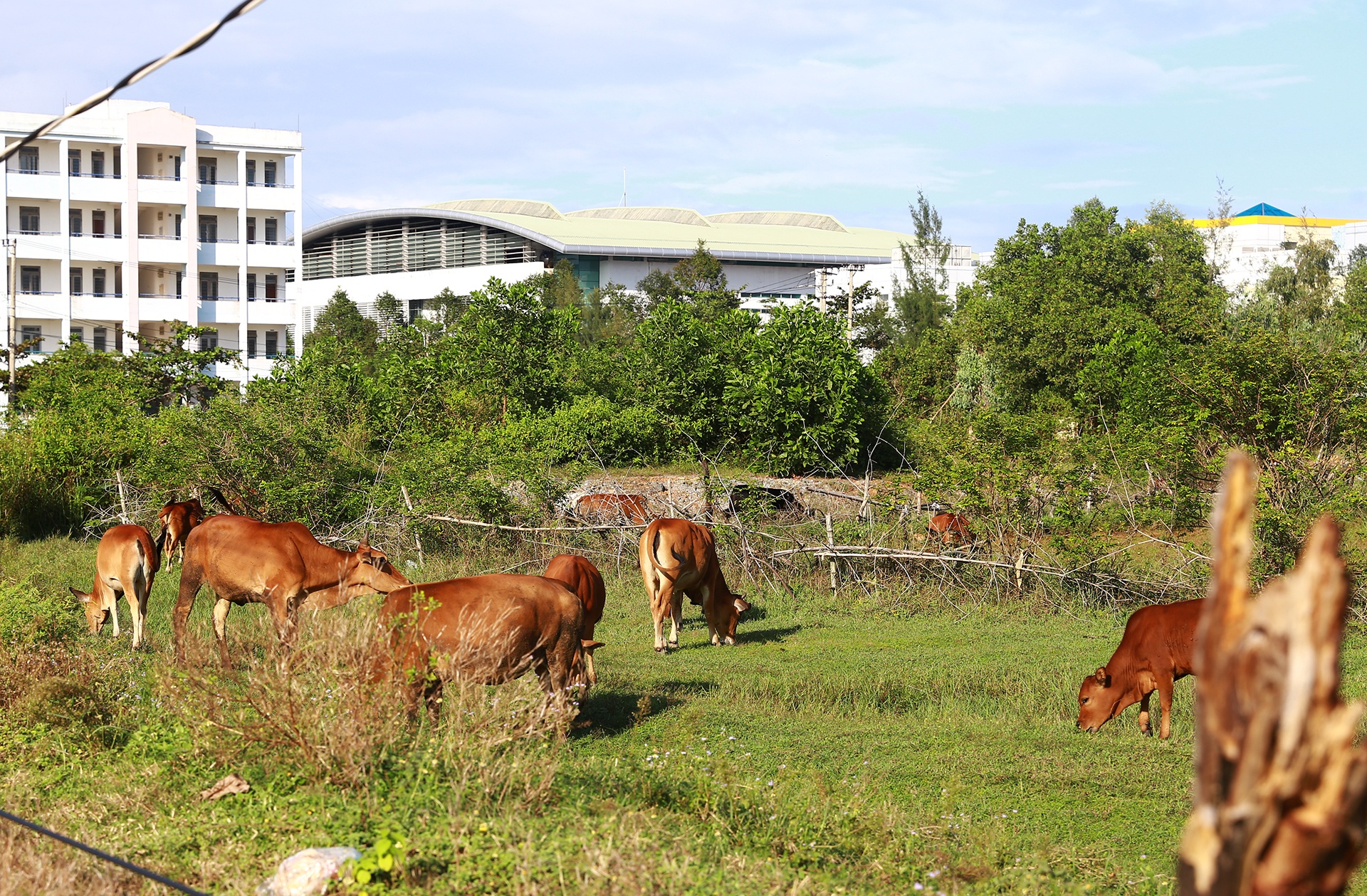 Lang dai hoc Da Nang anh 12