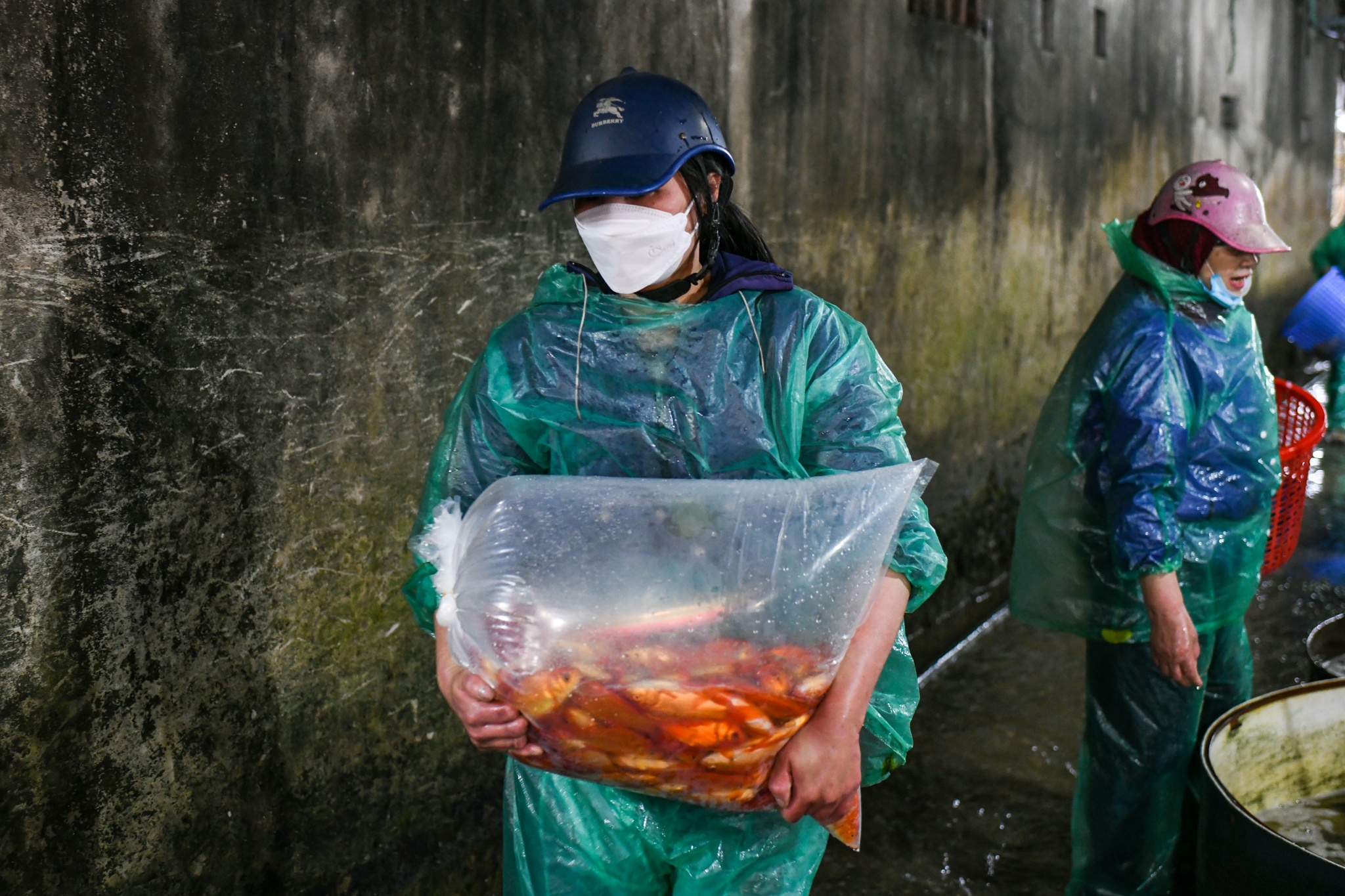 Gia ca chep giam manh anh 7