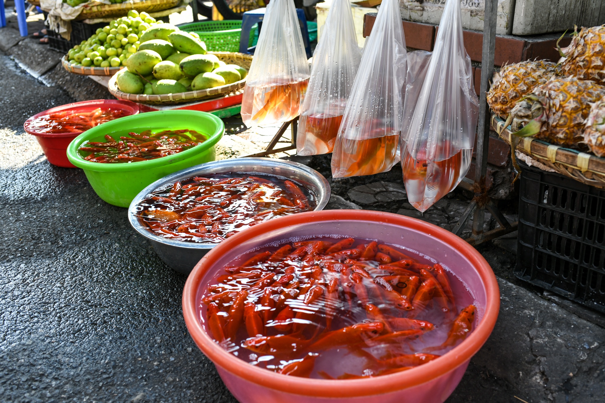 Gia ca chep giam manh anh 12