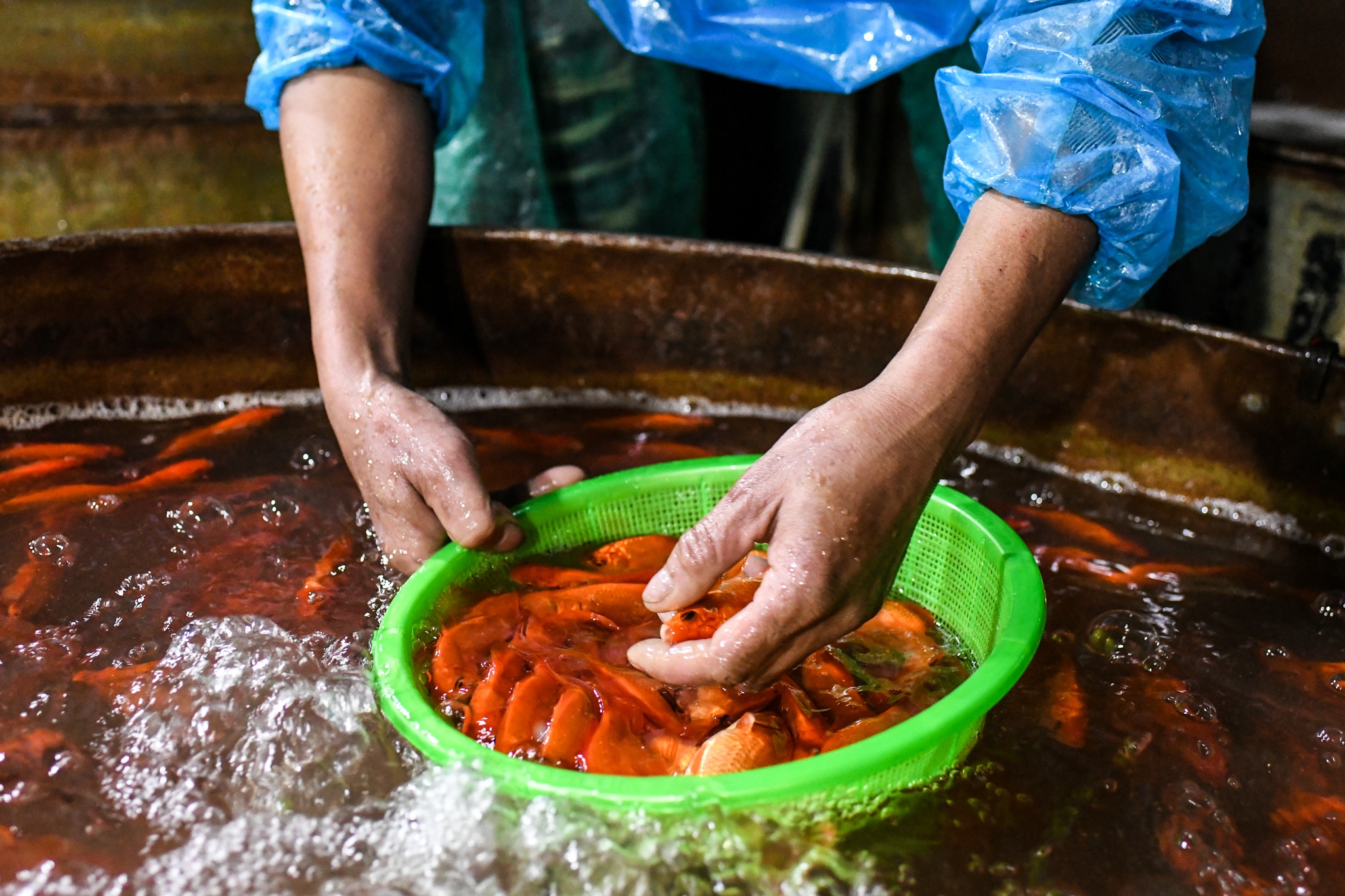 Gia ca chep giam manh anh 3