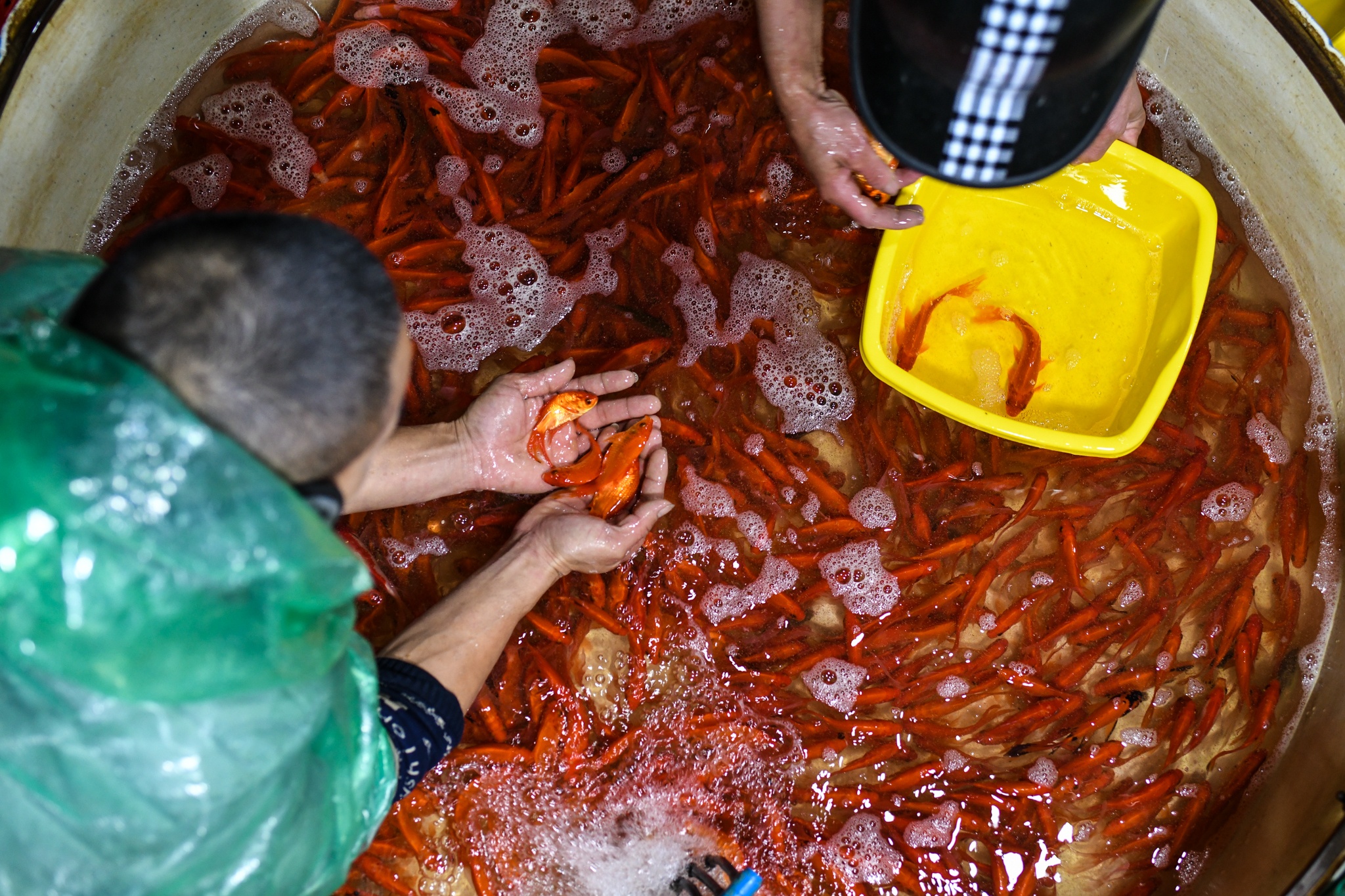 Gia ca chep giam manh anh 6