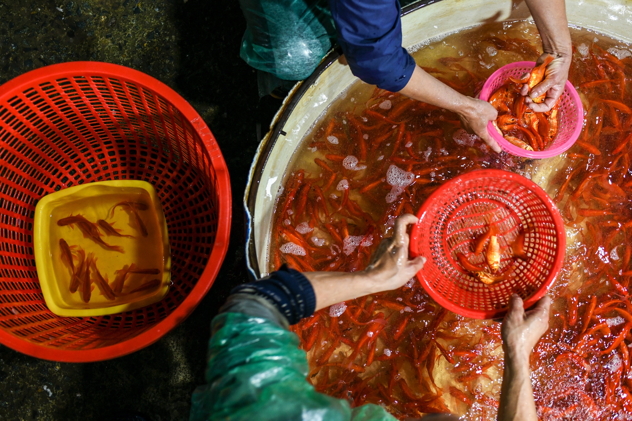 Gia ca chep giam manh anh 9