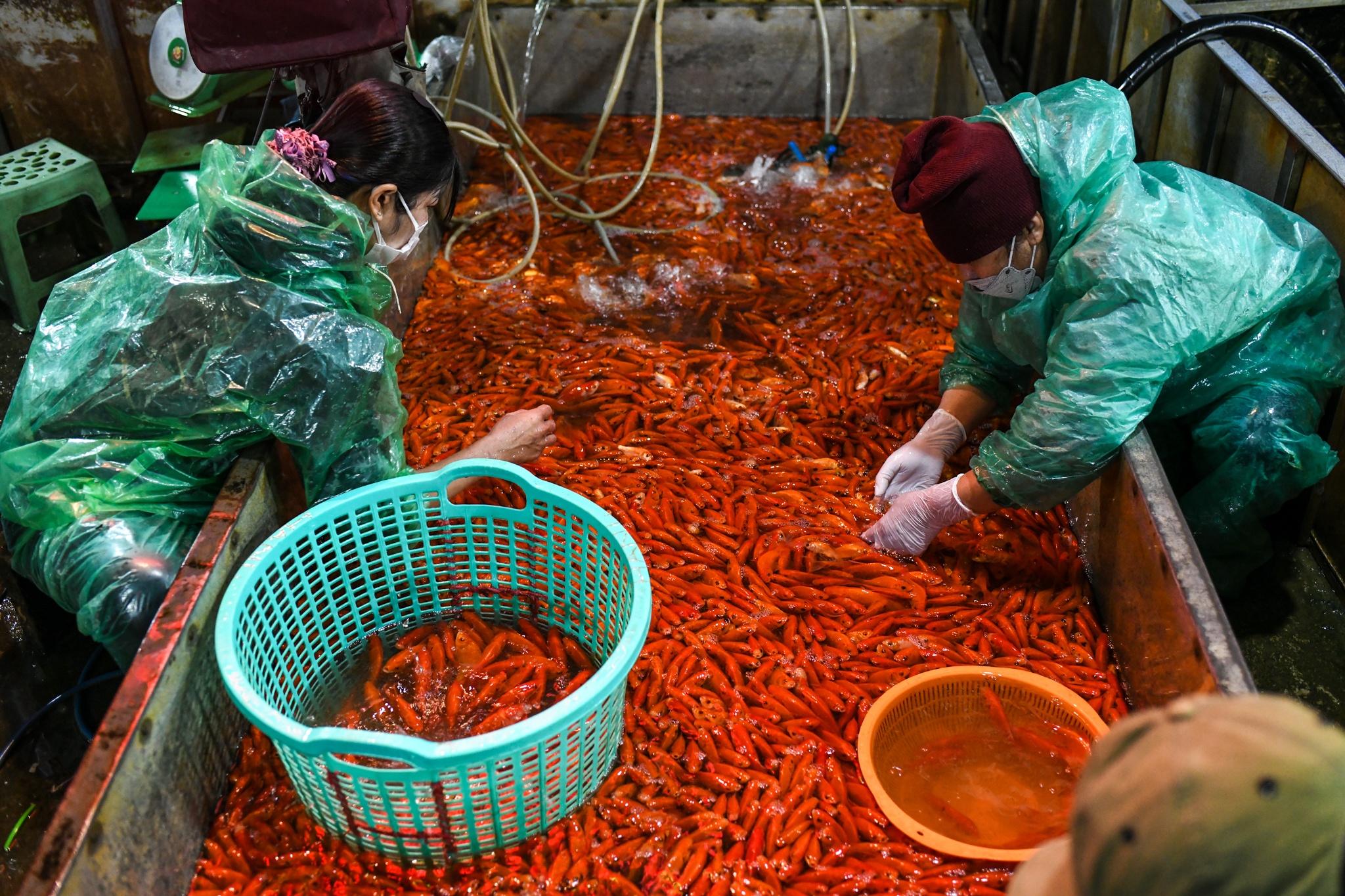 Ca chep tut gia gap 3 truoc ngay ong Cong, ong Tao hinh anh