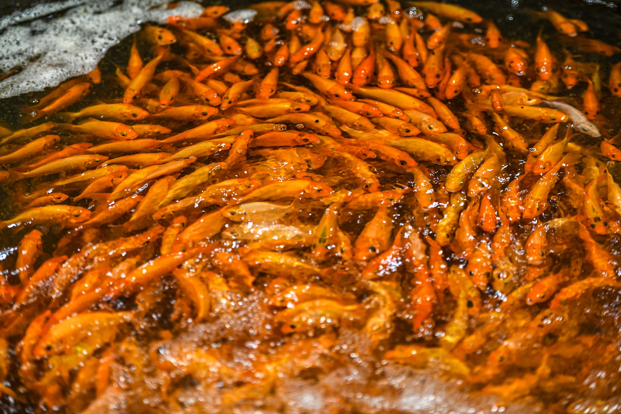 Gia ca chep giam manh anh 5