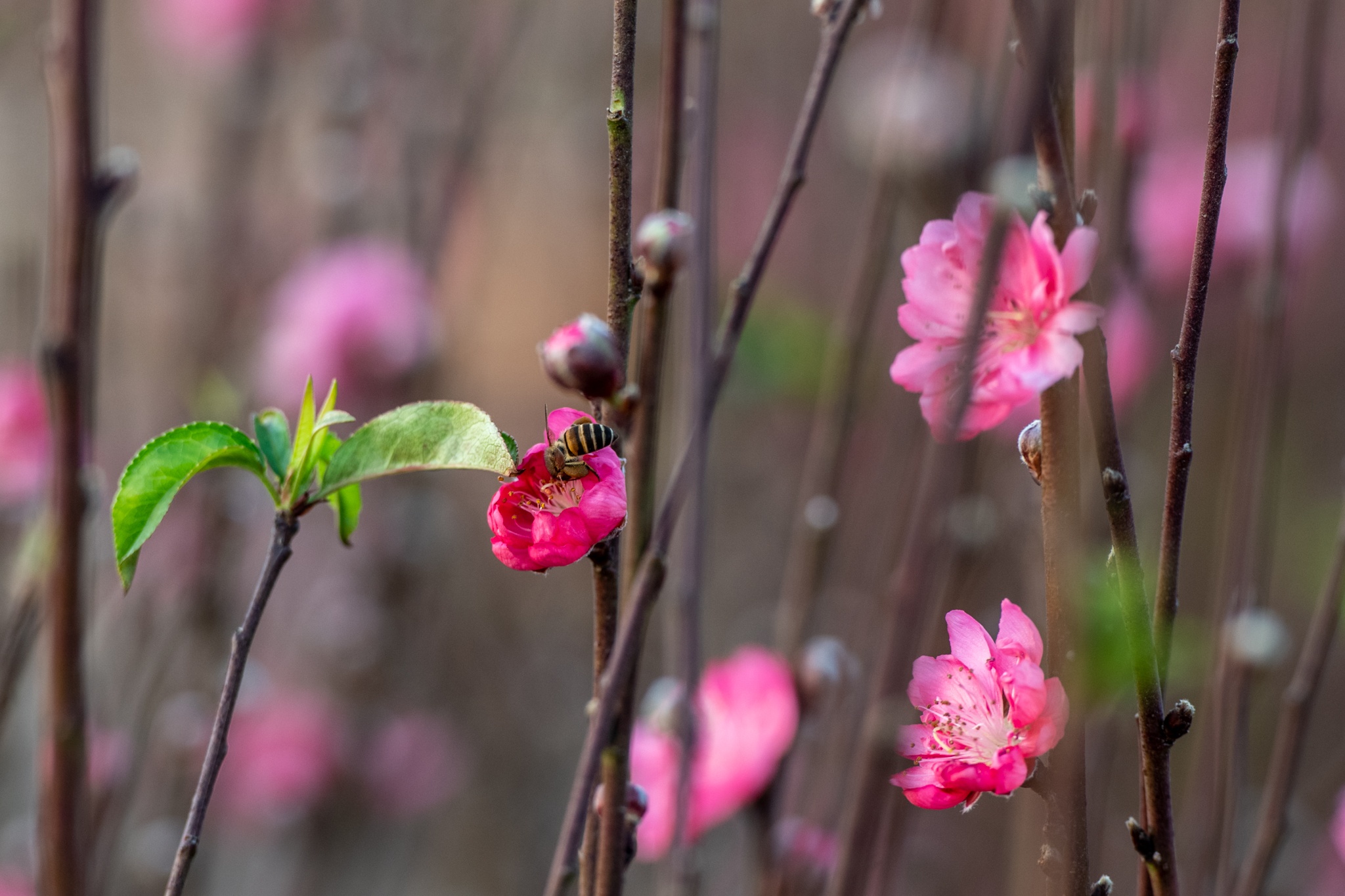 Lang dao nhat tan anh 6