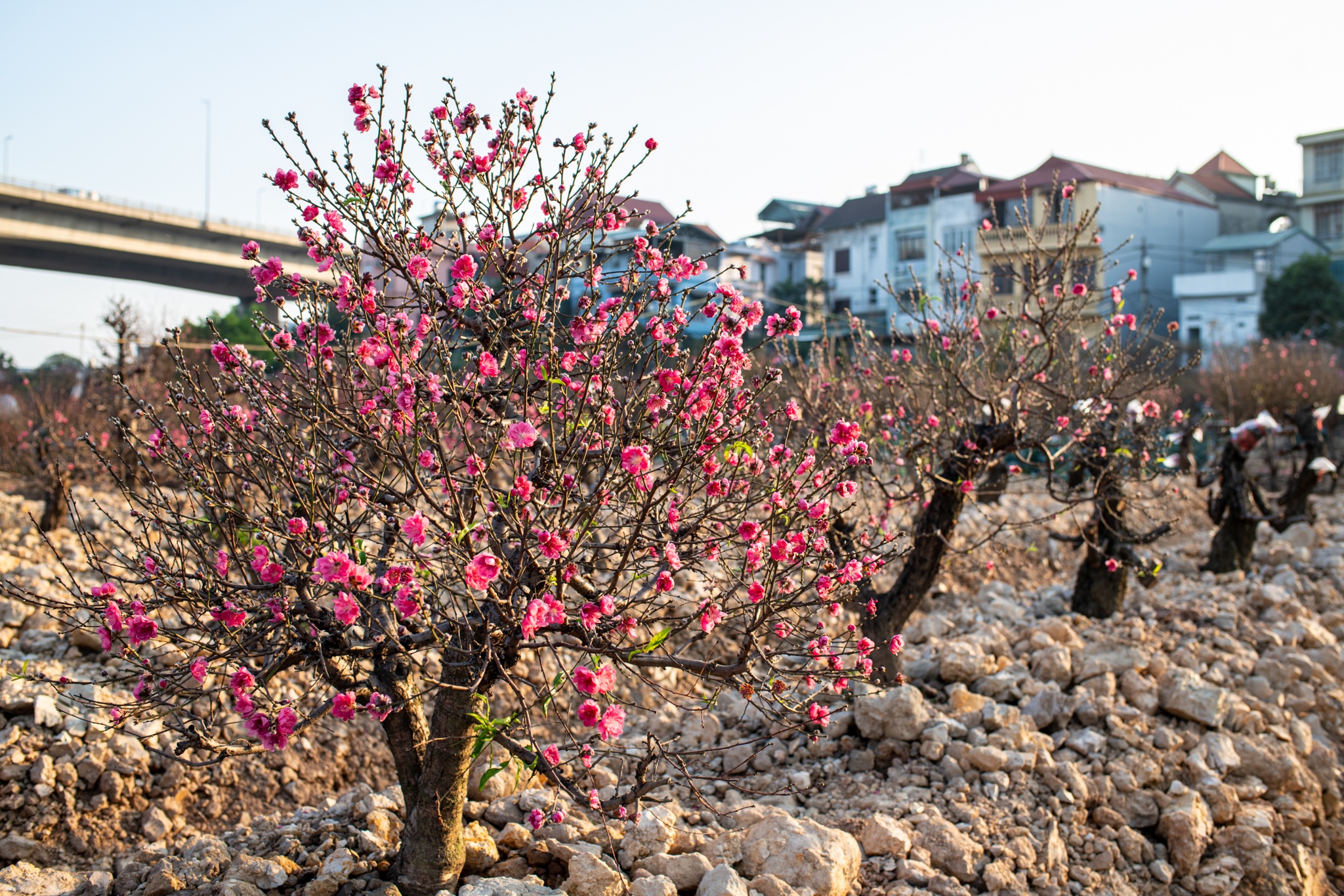 Lang dao nhat tan anh 3