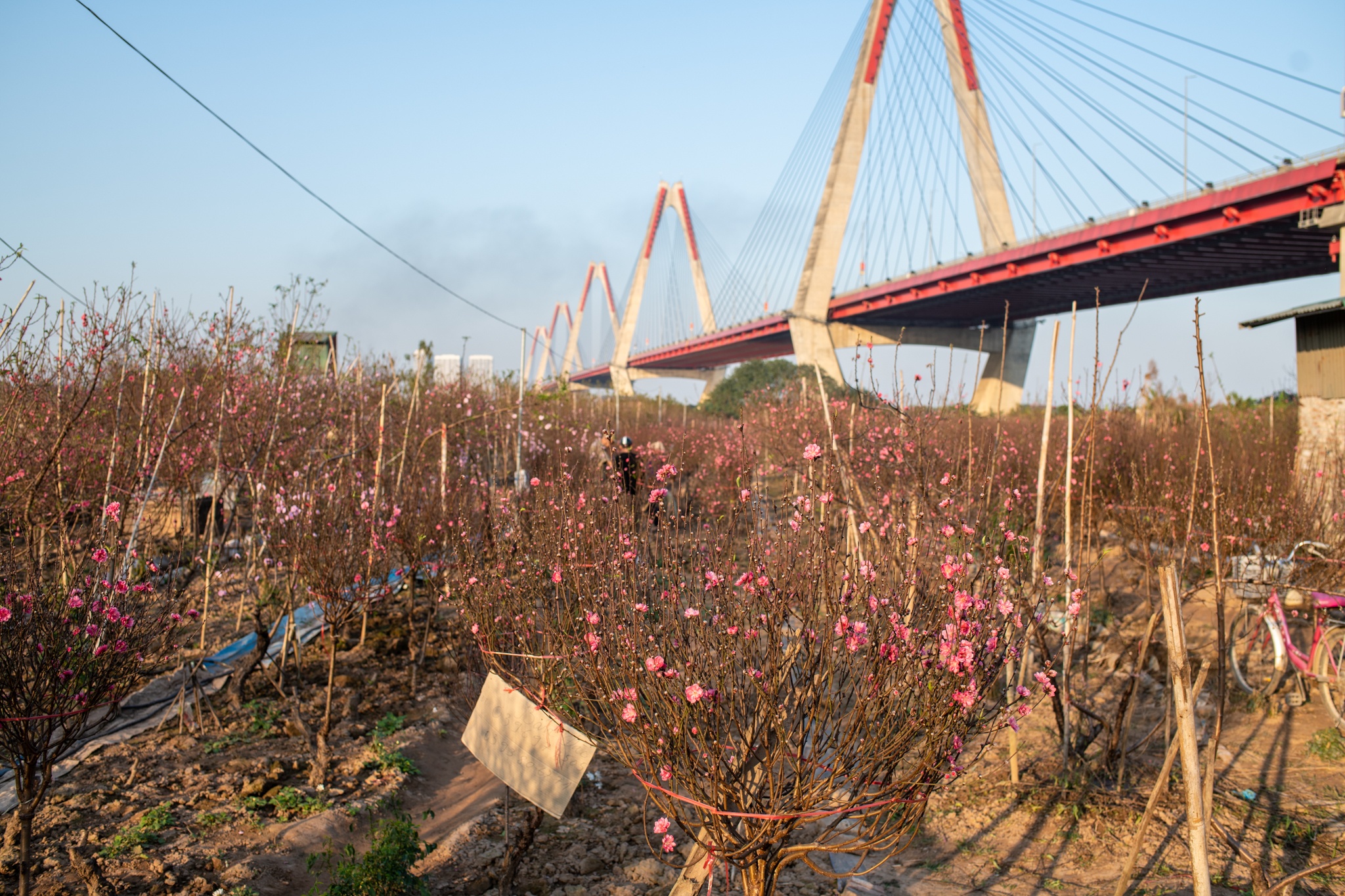 Lang dao nhat tan anh 1