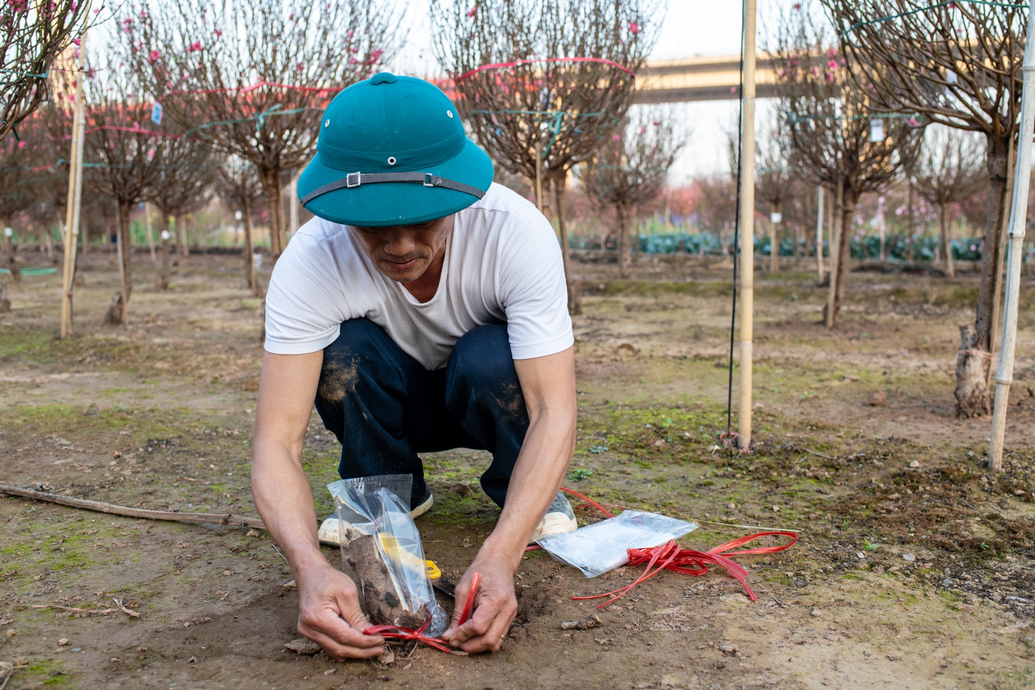 Lang dao nhat tan anh 7