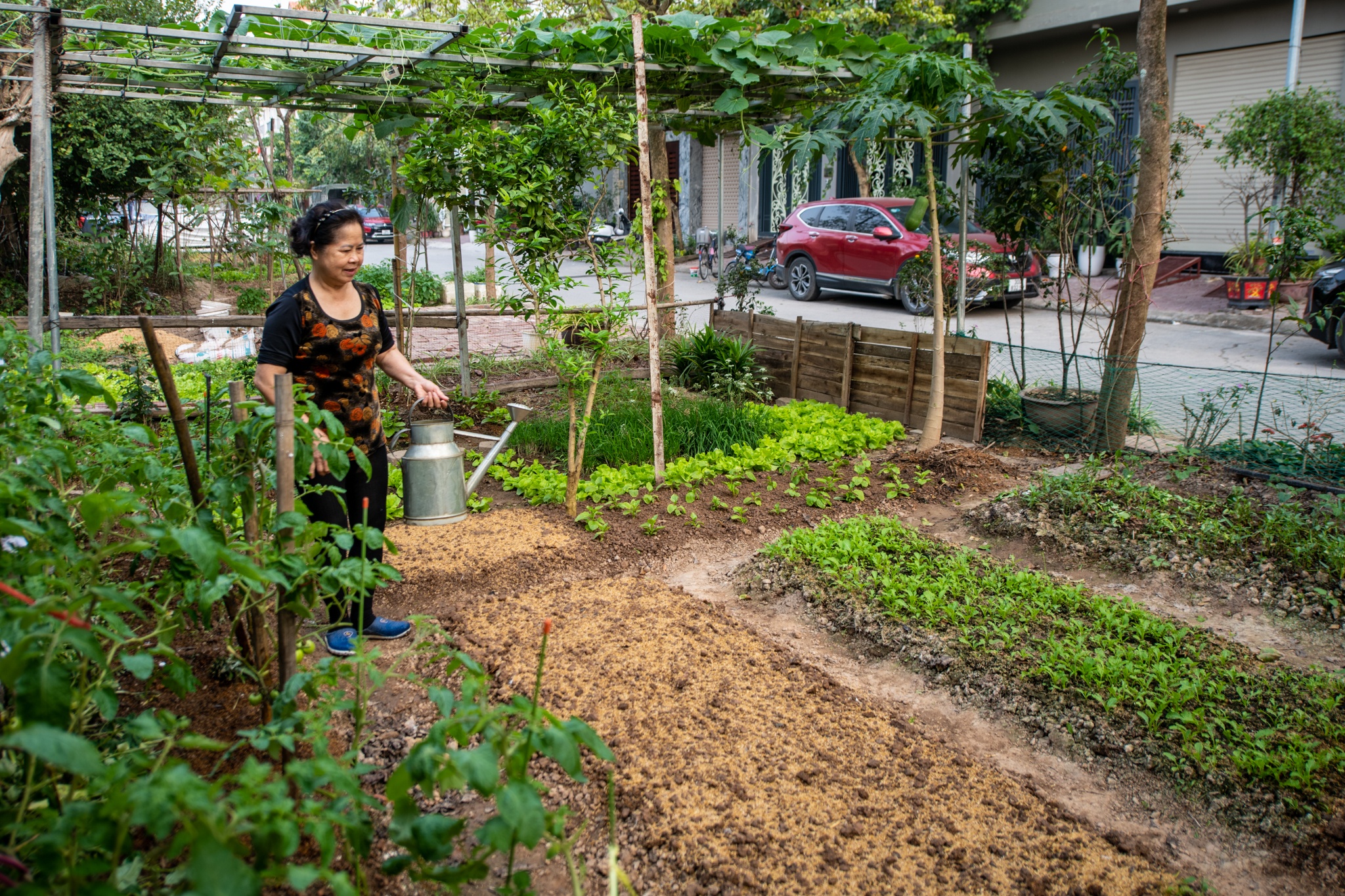 Nguoi dan trong rau, nuoi ga trong khu do thi moi o Ha Noi hinh anh