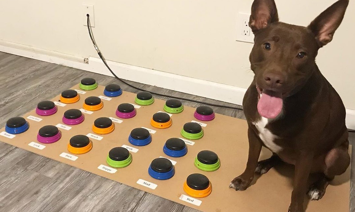 Stella - chu cho 'biet noi' dau tien tren the gioi hinh anh