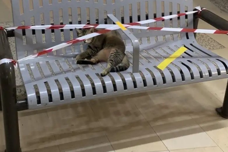 Lu meo nam dai tren ban ghe cong cong bi niem phong vi dich hinh anh