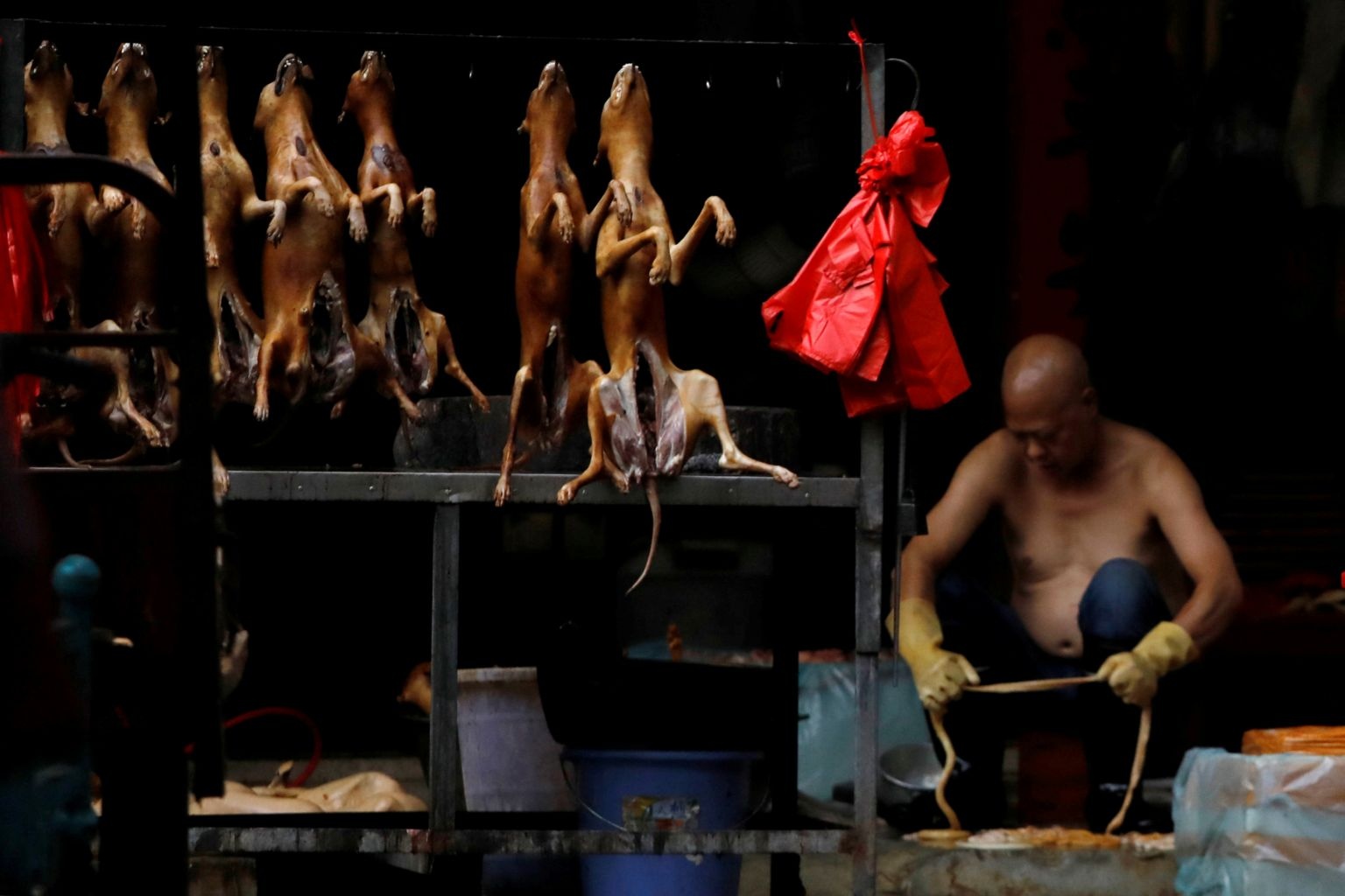 Chó không phải thức ăn ảnh 3 Cho khong phai thuc an anh 3