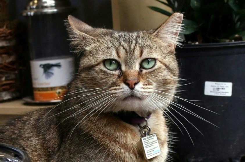 Ly hon vi vo cuong meo anh 1